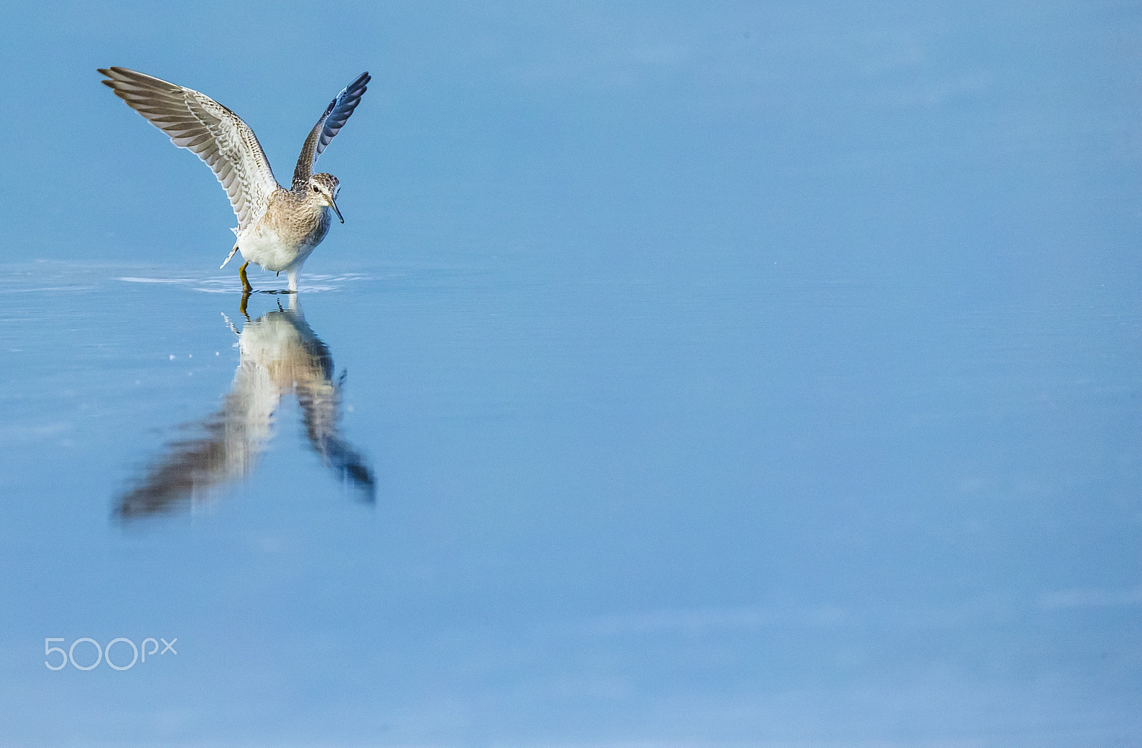 Canon EF 800mm F5.6L IS USM sample photo. Seaching for food photography