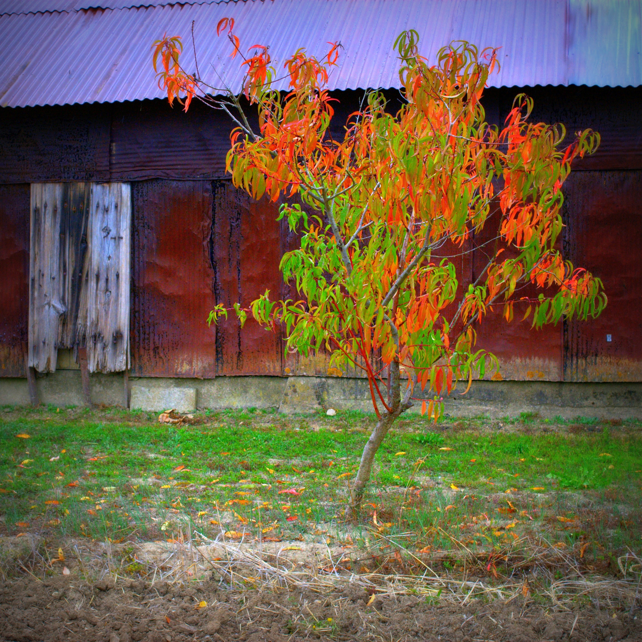 Sony Alpha DSLR-A290 sample photo. Couleurs d'automne photography