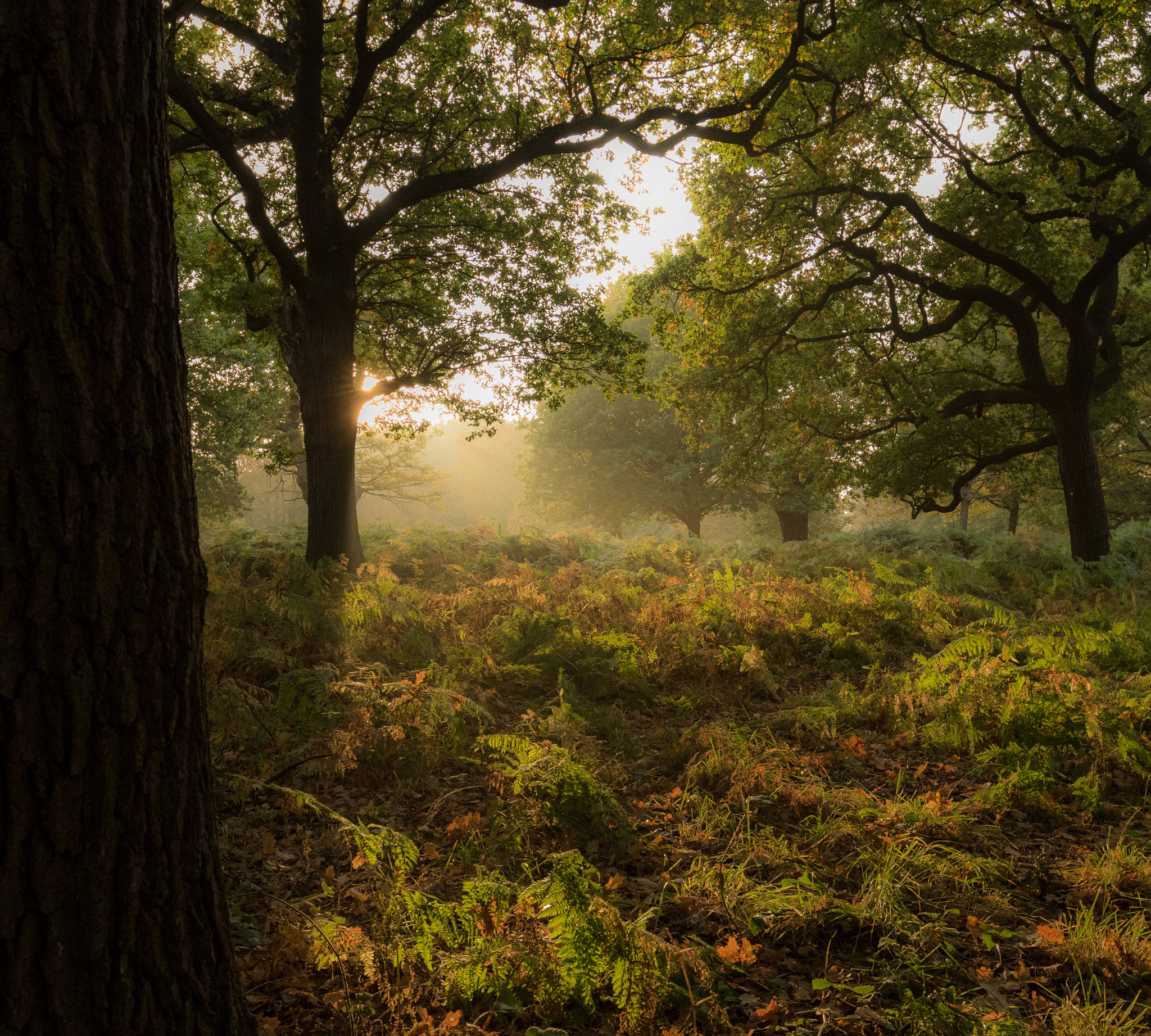 Canon EF 16-35mm F4L IS USM sample photo. Dusk in a autumn forest photography