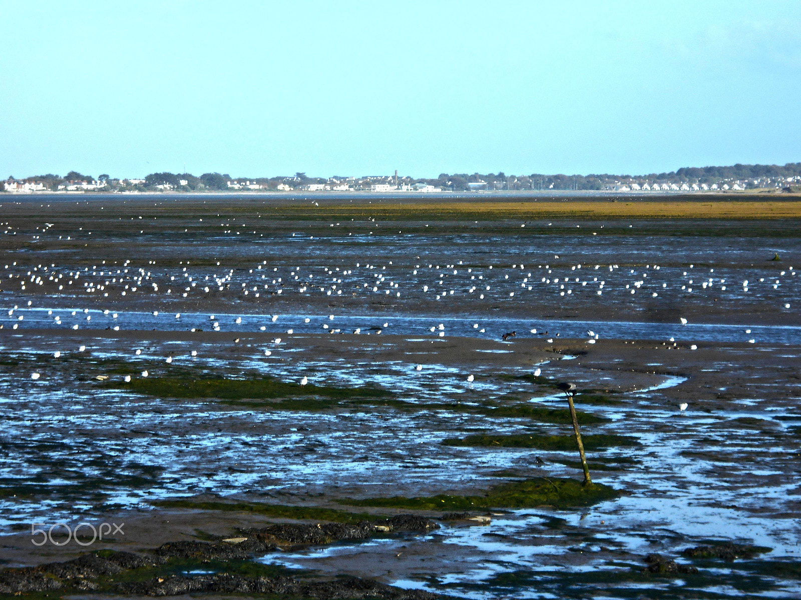 Nikon COOLPIX S2800 sample photo. Birds photography