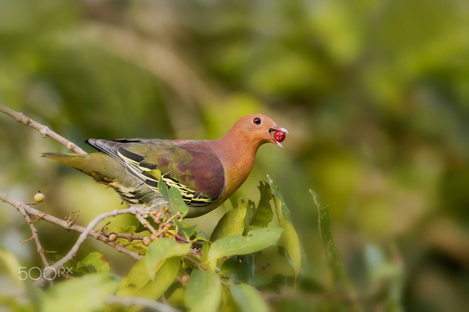 Nikon AF-S Nikkor 600mm F4E FL ED VR sample photo. Cinnamon-headed green pigeon (m) photography