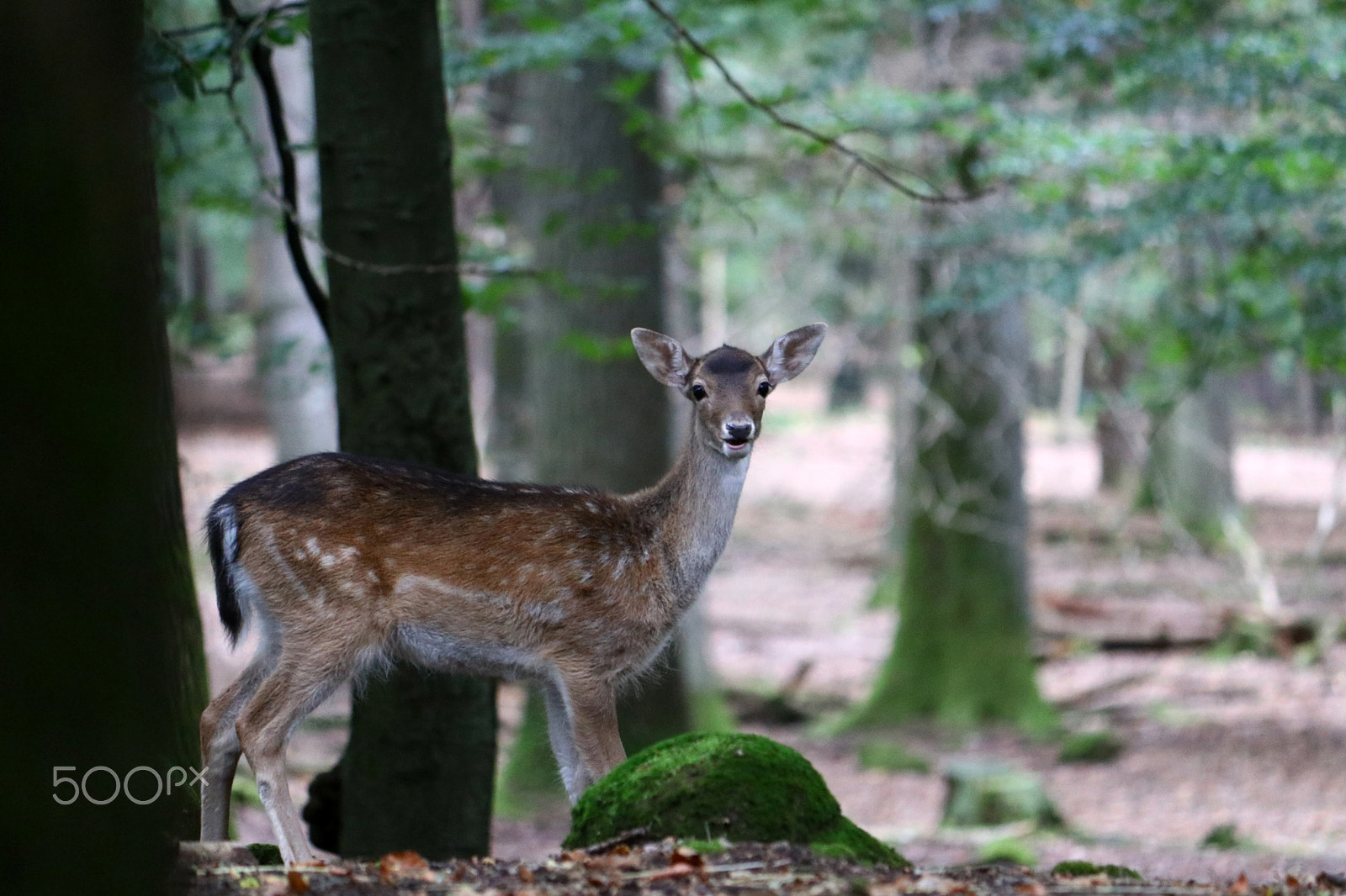 Canon EF-S 55-250mm F4-5.6 IS sample photo. Damhirschkuh photography