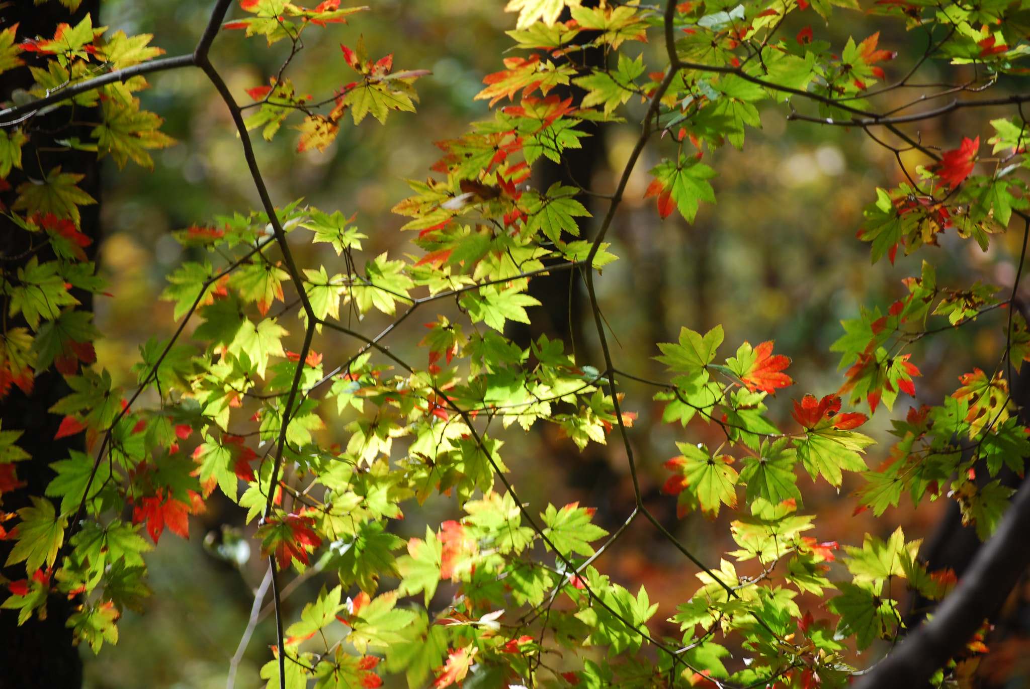 Nikon D40X sample photo