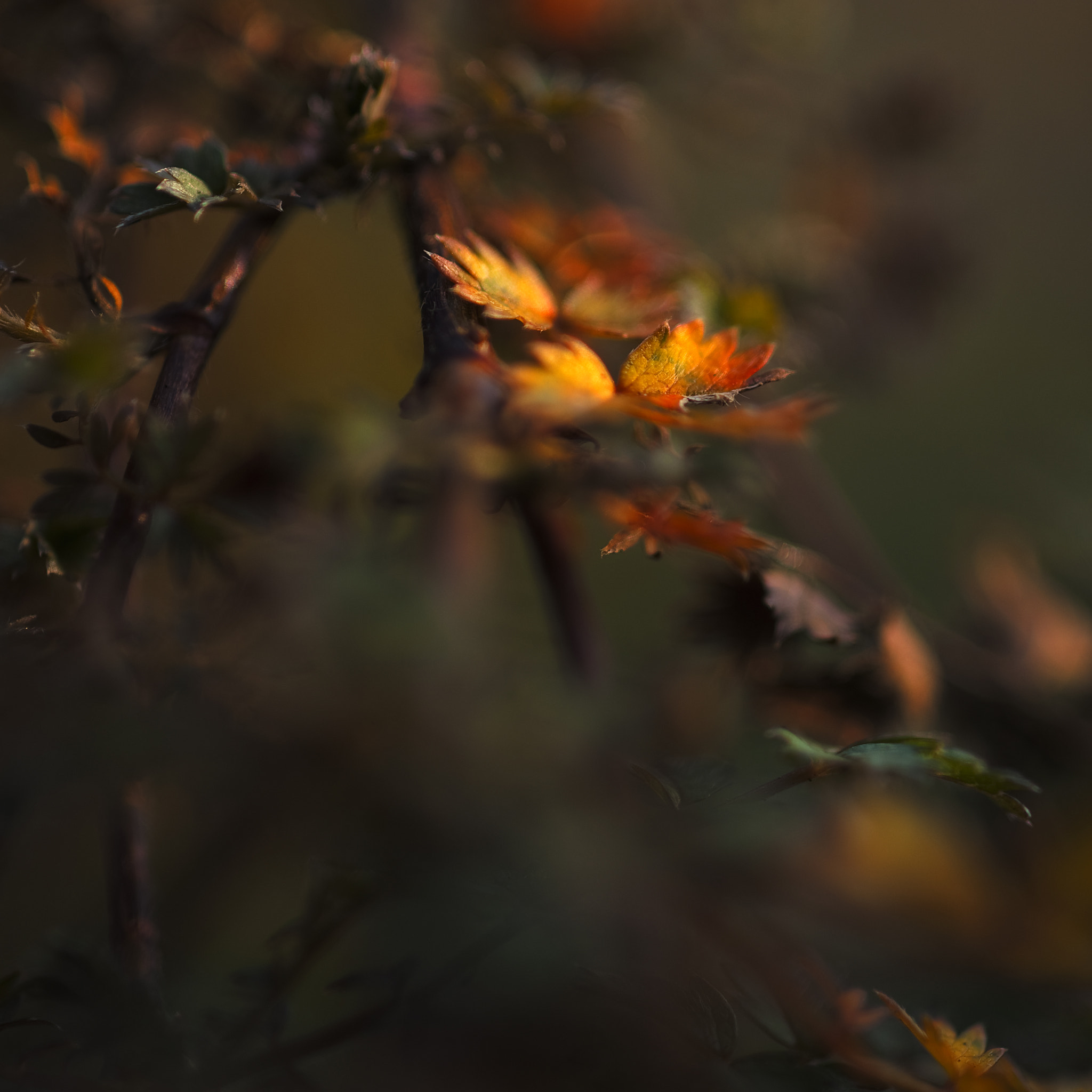 Nikon D3 sample photo. Only colors photography