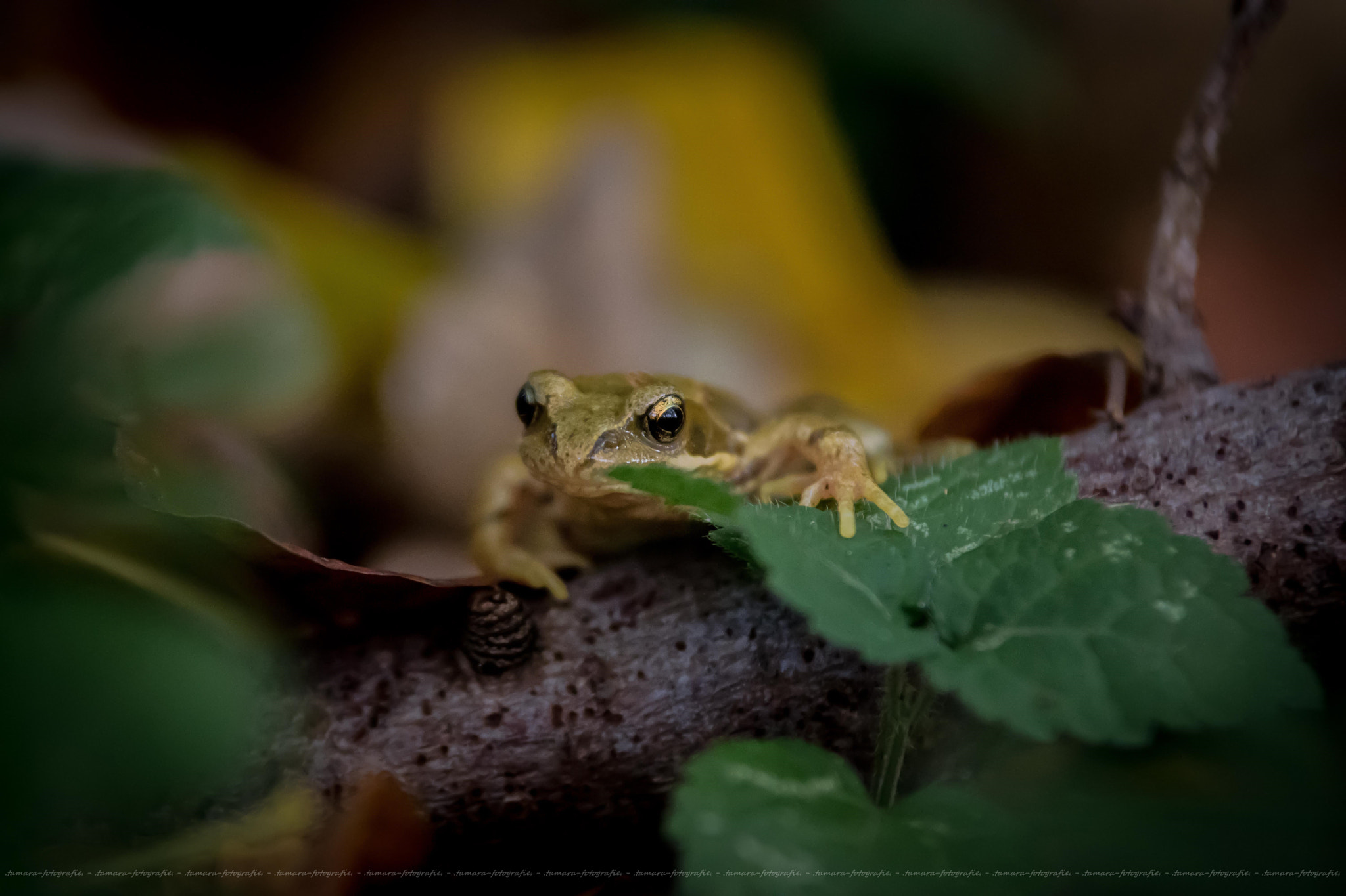 Sony ILCA-77M2 sample photo. Frog photography