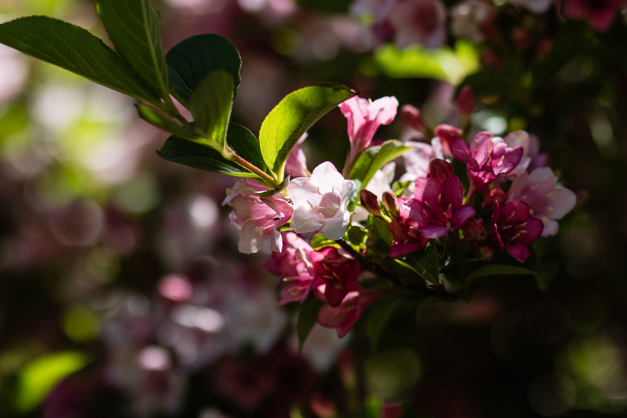 Canon EOS M3 + Canon EF 85mm F1.8 USM sample photo. Ml_20161029_03 photography