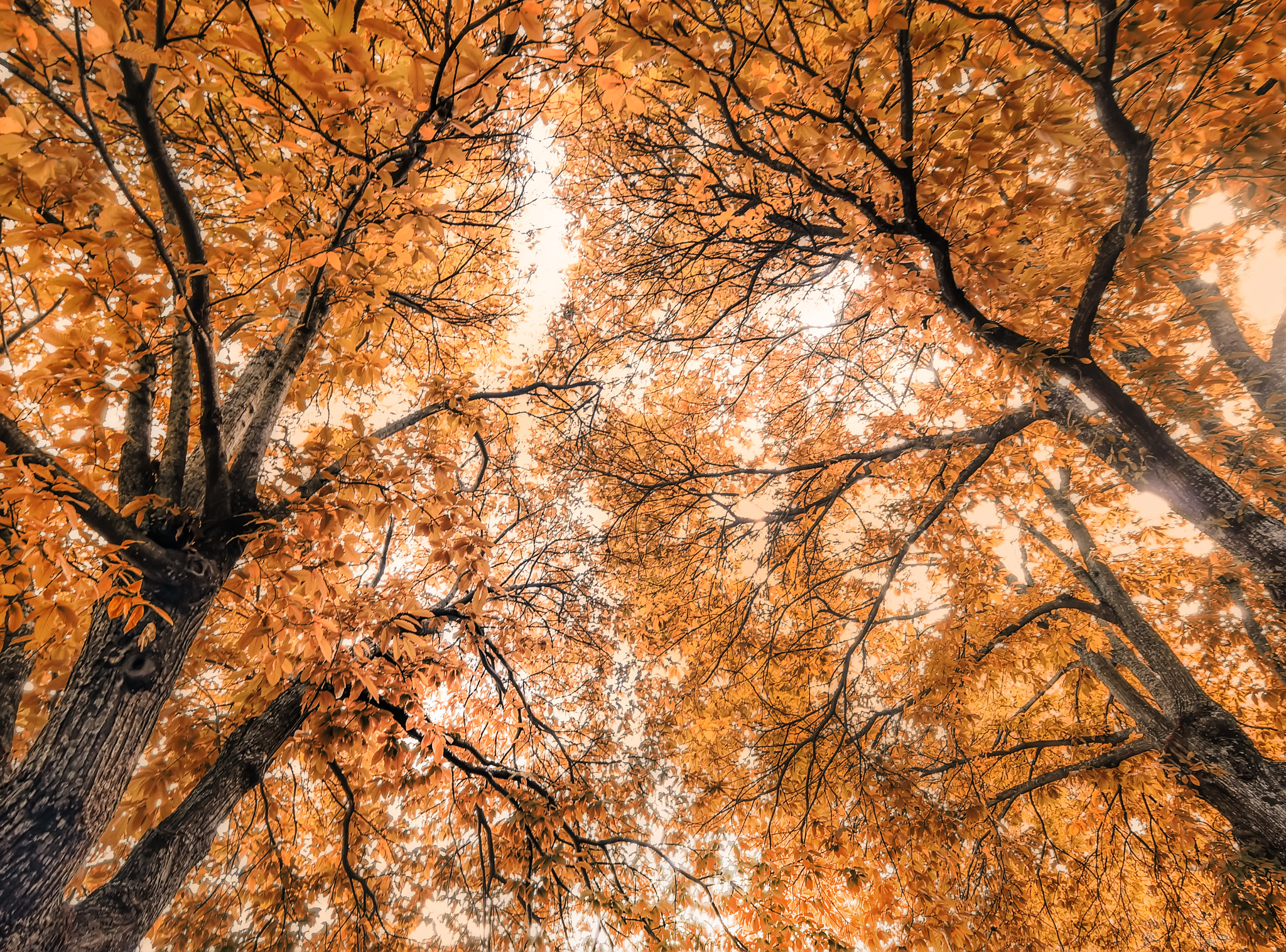 Sony SLT-A37 + 20mm F2.8 sample photo. Autumn sap photography