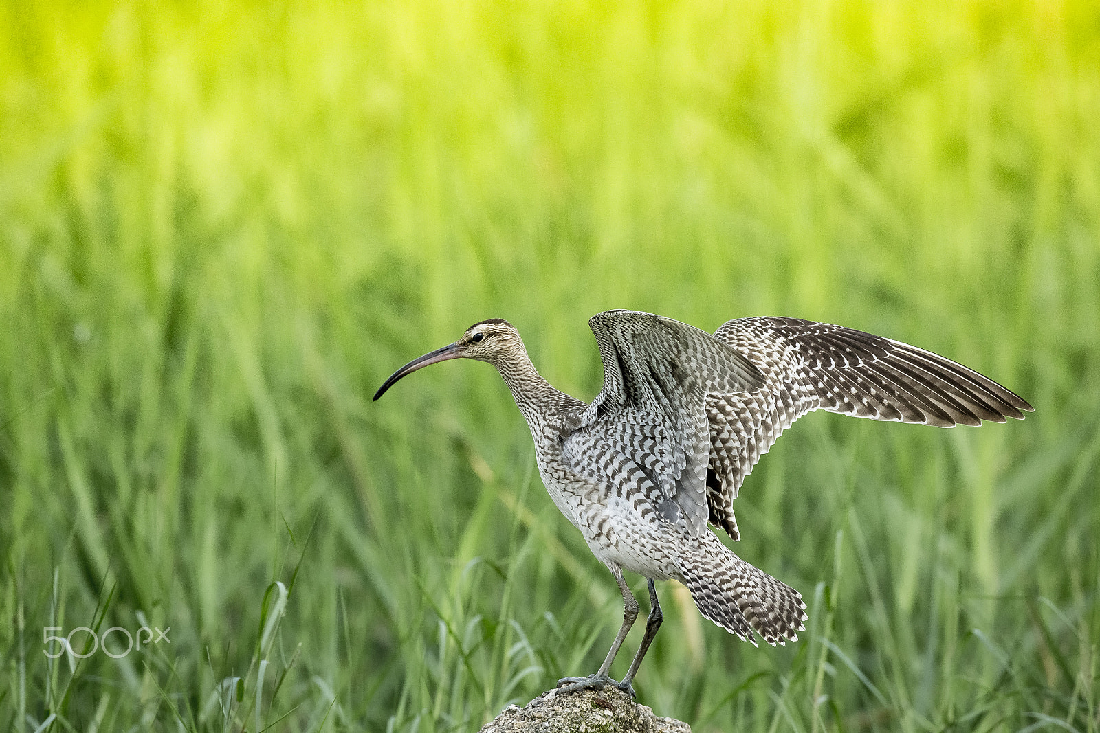 Canon EF 800mm F5.6L IS USM sample photo. A beautful day photography