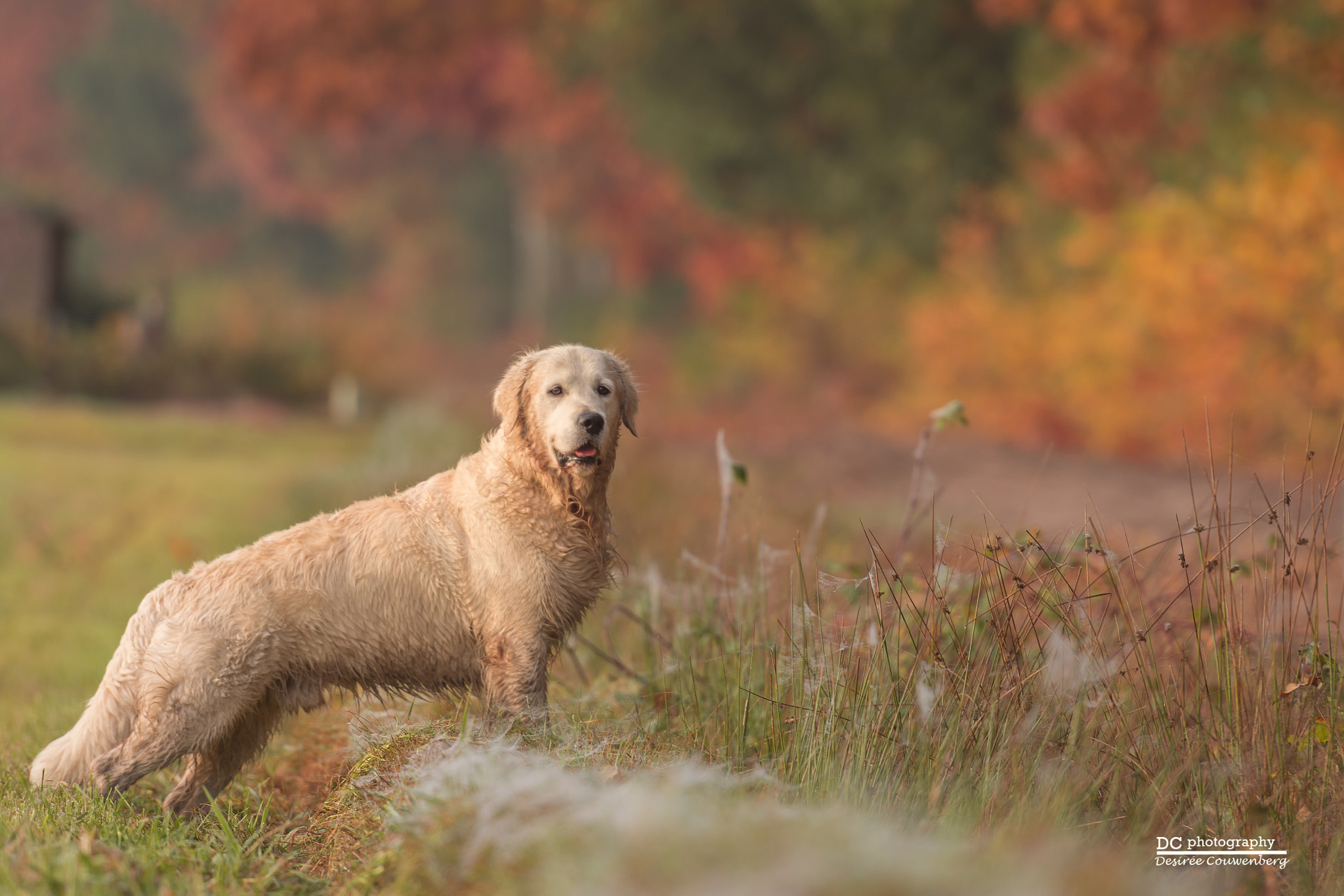Nikon AF-S Nikkor 70-200mm F2.8G ED VR II sample photo. Golden retriever mr. bjork enjoys autumn photography