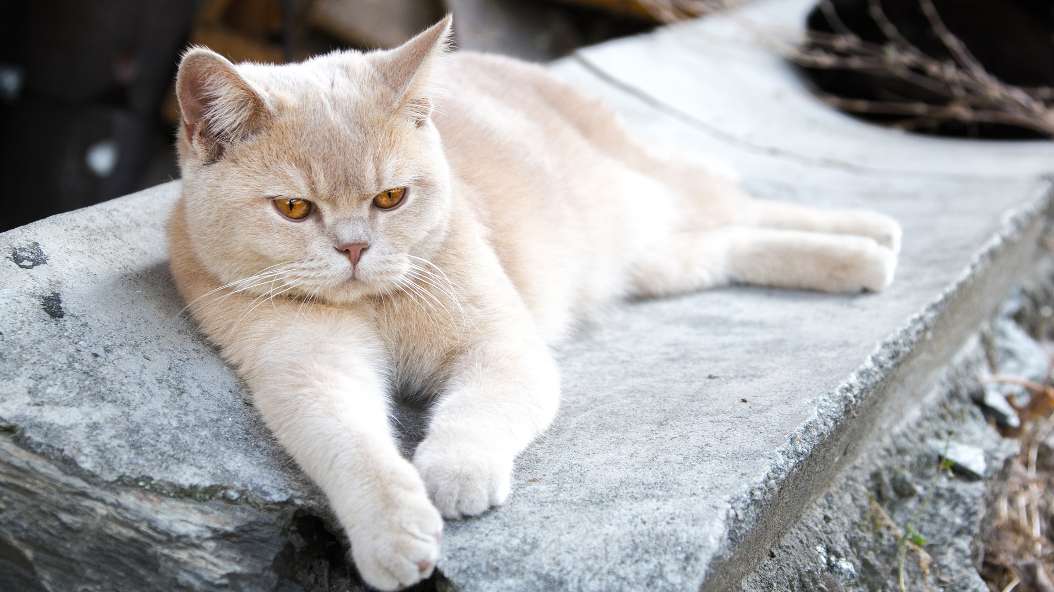 Canon EF 28-300mm F3.5-5.6L IS USM sample photo. Büsy photography