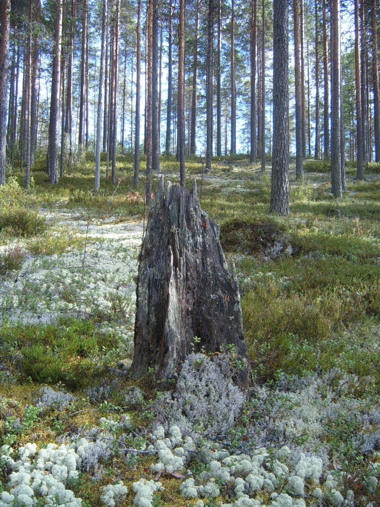 Samsung Digimax 430 / Kenox D430 sample photo. Stump photography