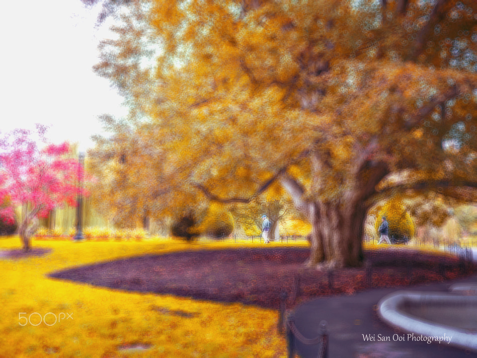 Panasonic Lumix DMC-GX7 + Panasonic Lumix G 20mm F1.7 ASPH sample photo. Foliage 13 photography