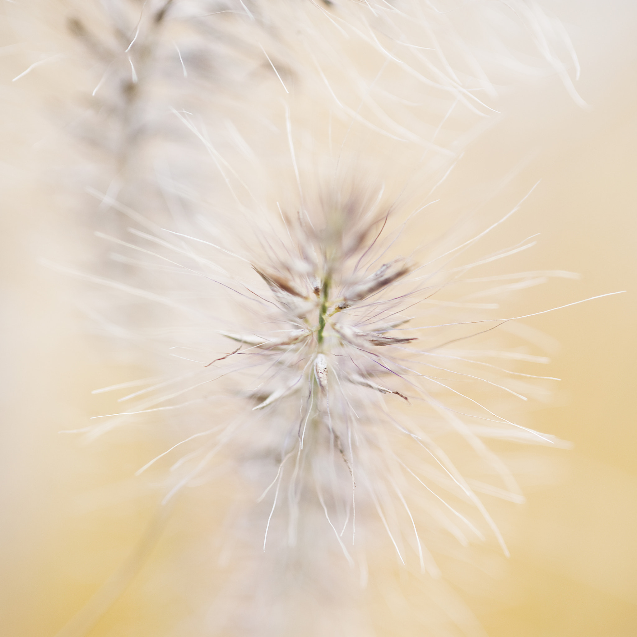 Nikon D3 sample photo. Soft photography