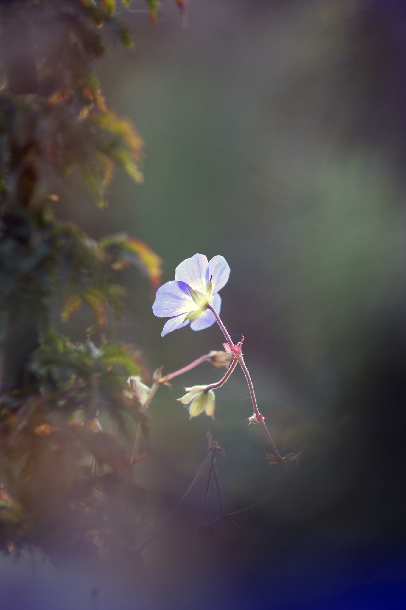 Nikon D3 sample photo. Op zoek naar licht photography