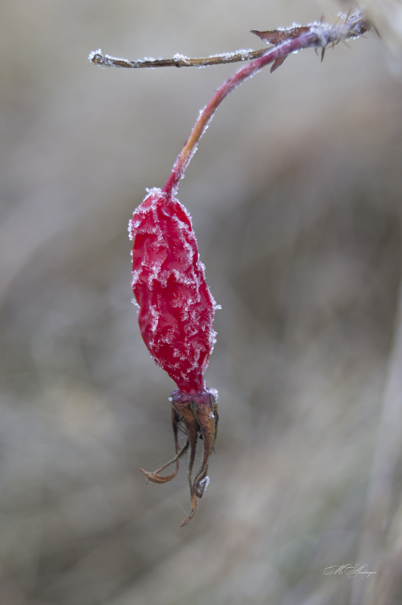 Sony Alpha DSLR-A580 sample photo. Briar photography