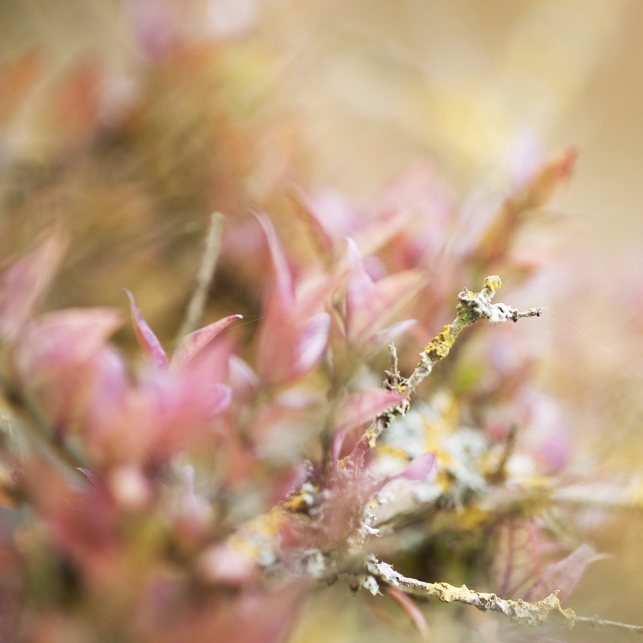 Nikon D3 sample photo. Only colors photography