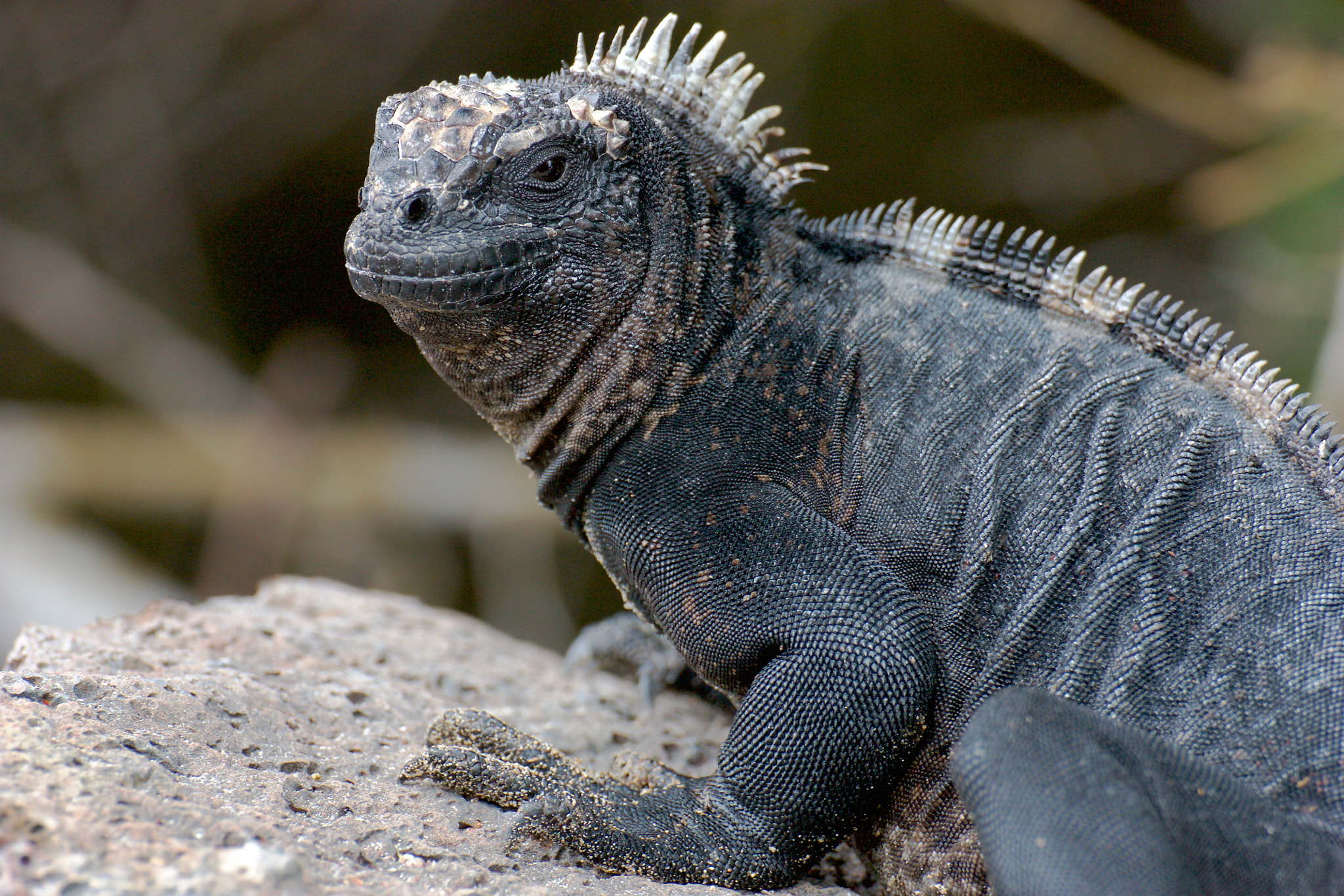 Canon EOS 450D (EOS Rebel XSi / EOS Kiss X2) sample photo. Marine iguana photography