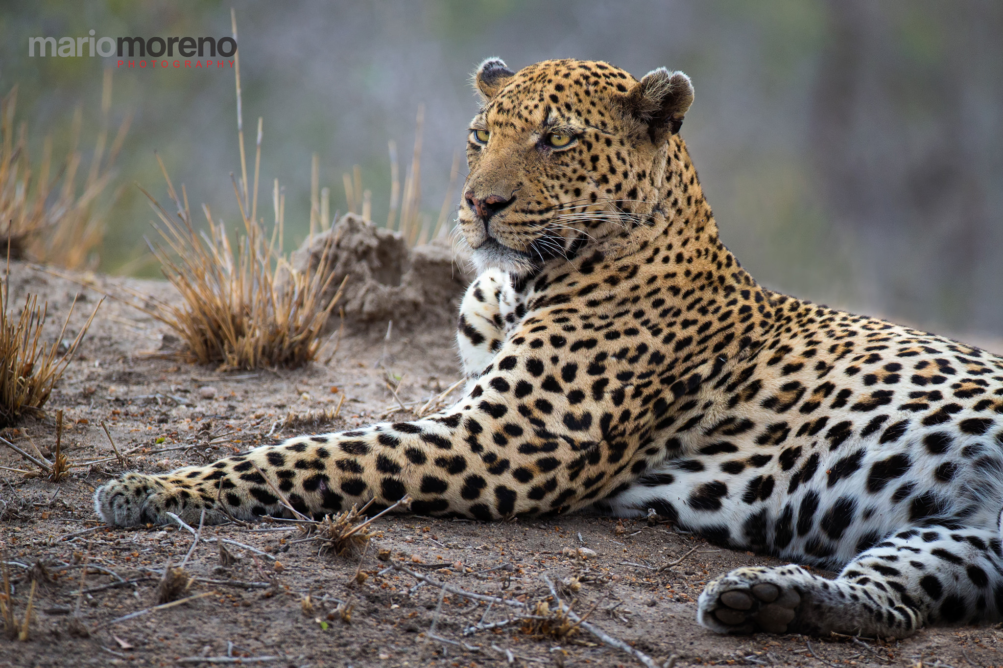 Canon EOS-1D X + Canon EF 200-400mm F4L IS USM Extender 1.4x sample photo. A kruger leopard photography