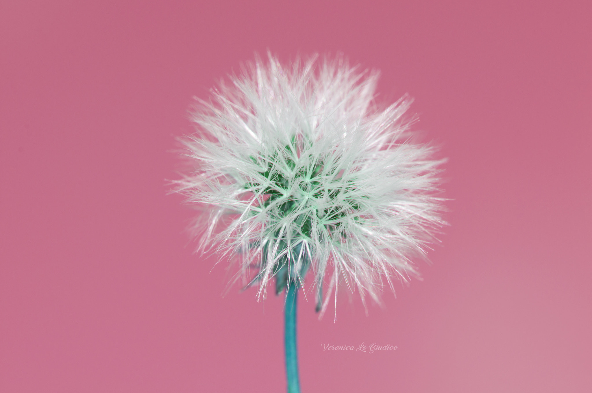 Nikon AF-S DX Micro-Nikkor 85mm F3.5G ED VR sample photo. Dandelion unnatural photography