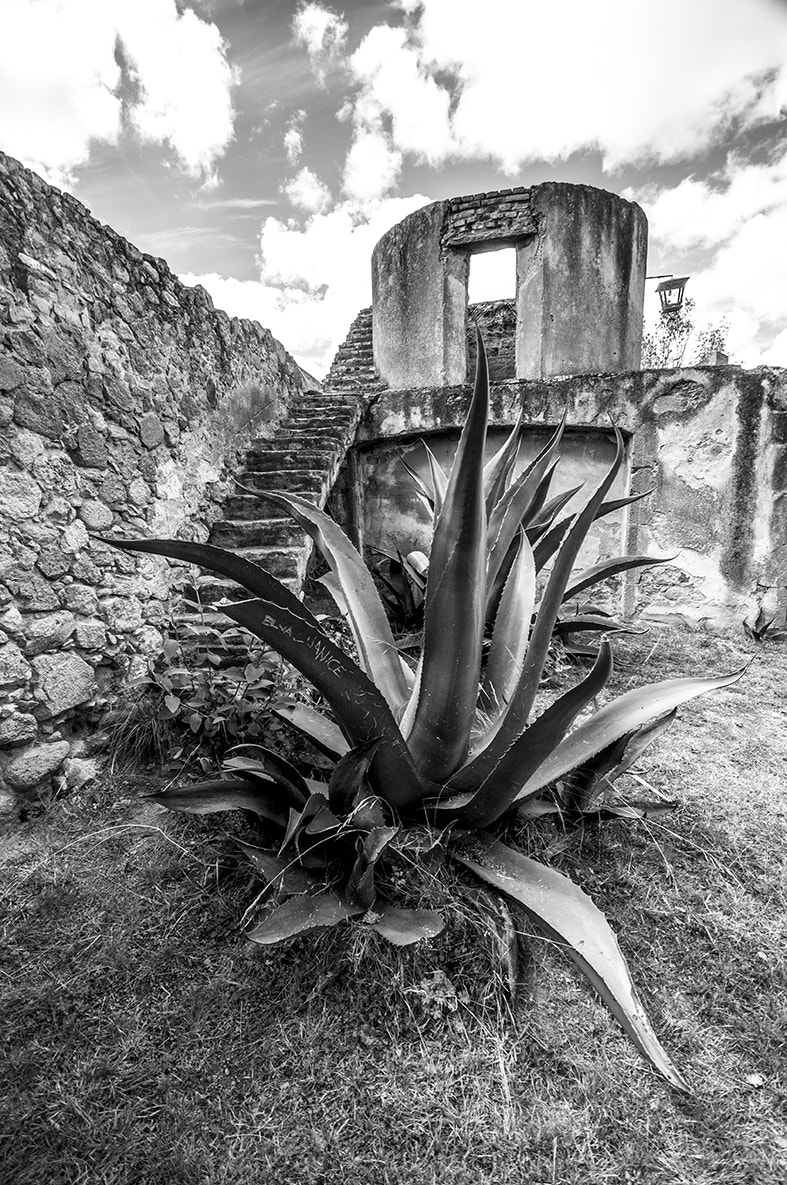 Sony SLT-A55 (SLT-A55V) + Sigma AF 10-20mm F4-5.6 EX DC sample photo. Maguey photography