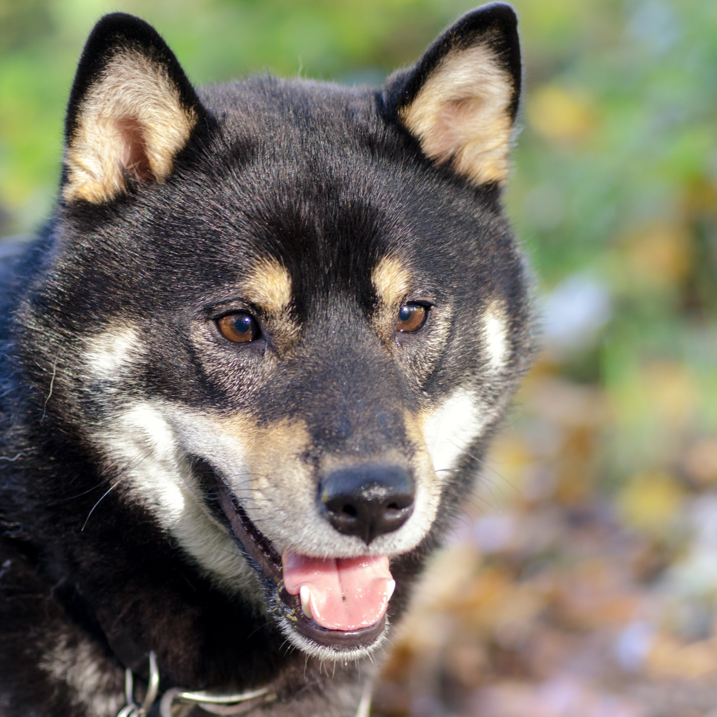 Nikon D7000 + Sigma 70mm F2.8 EX DG Macro sample photo. Shiba inu photography