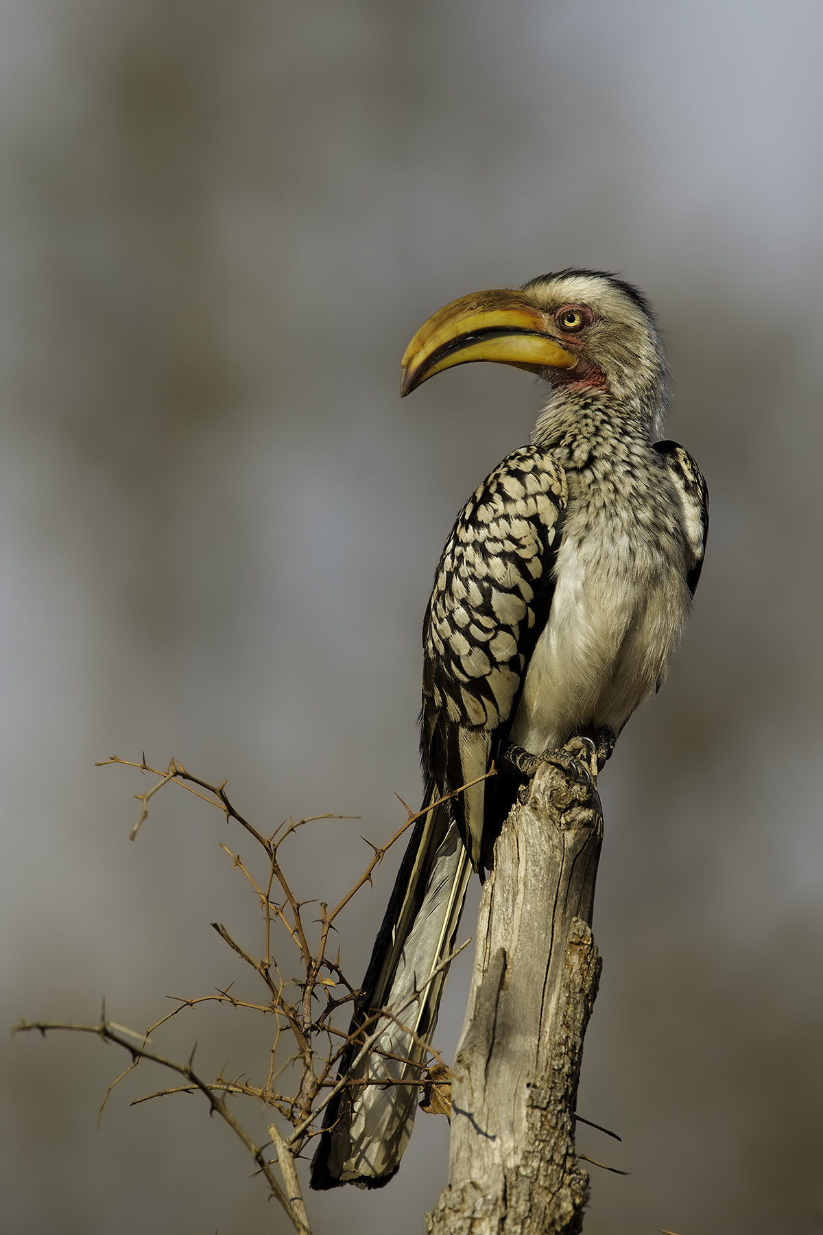 Canon EF 600mm F4L IS II USM sample photo. Pretty photography