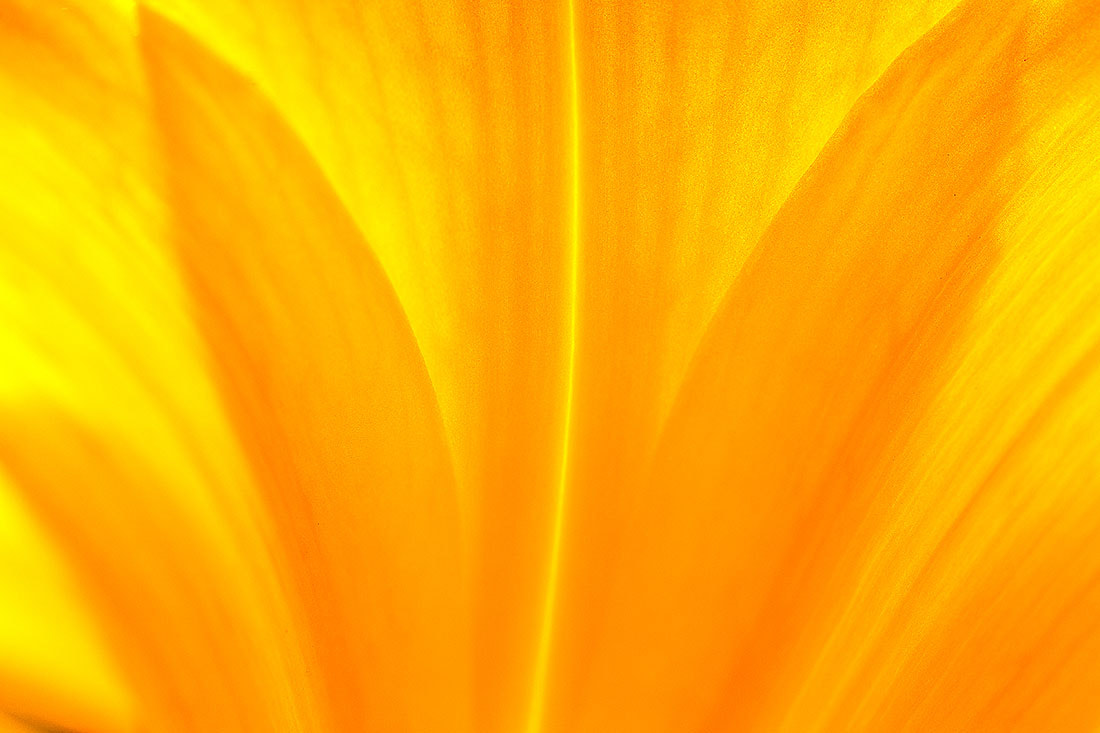 Canon EOS-1D Mark IV sample photo. Pure yellow photography