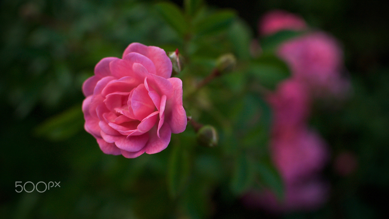 Nikon 1 Nikkor 18.5mm F1.8 sample photo. November rose photography