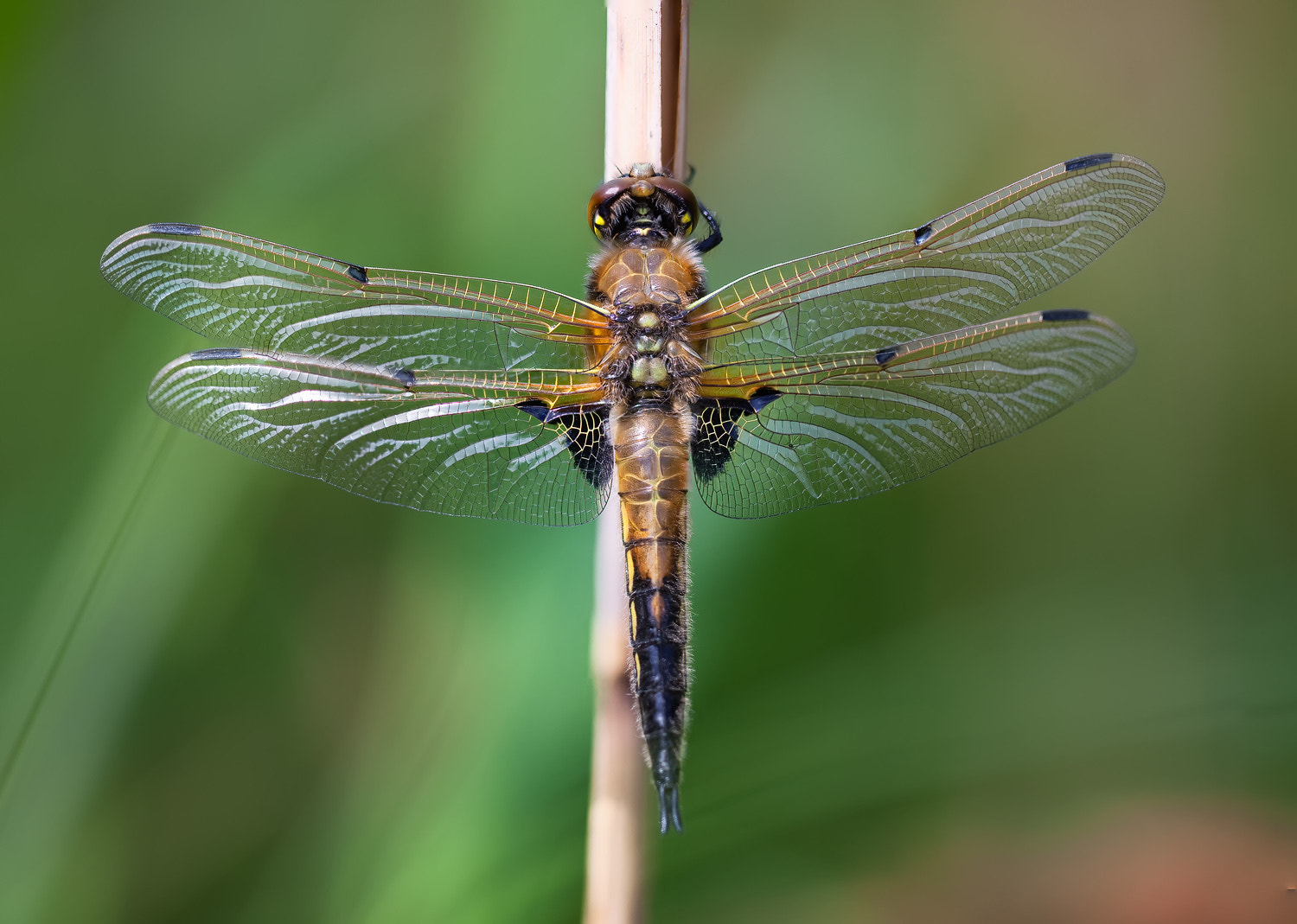 Canon EF 100mm F2.8L Macro IS USM sample photo. Portrait of dragonfly photography