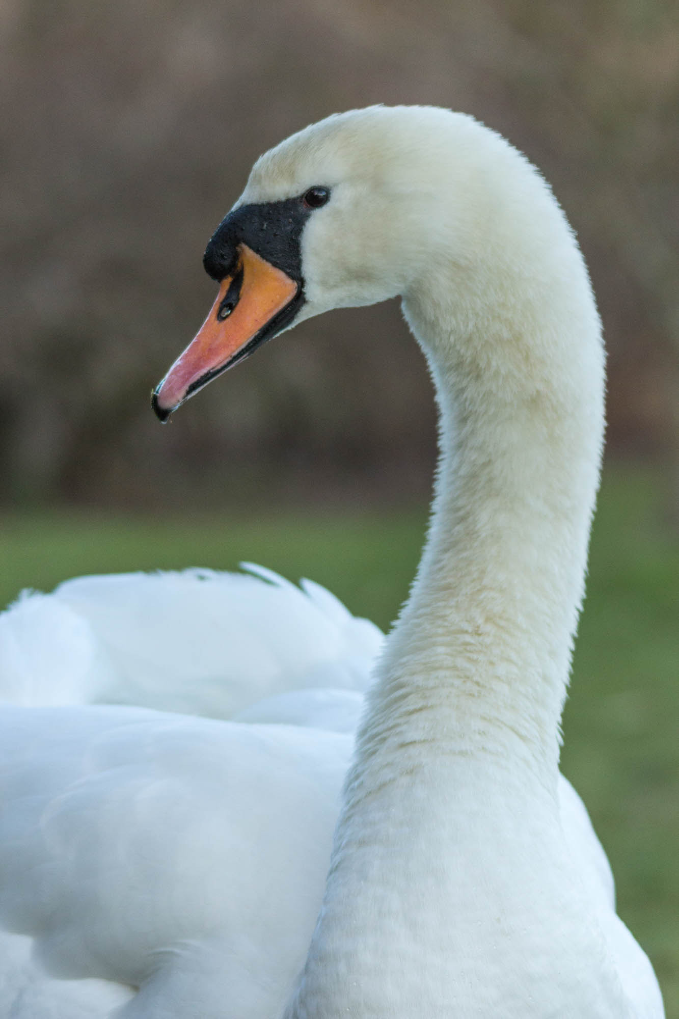 Sigma 150-500mm F5-6.3 DG OS HSM sample photo. Swanneck photography