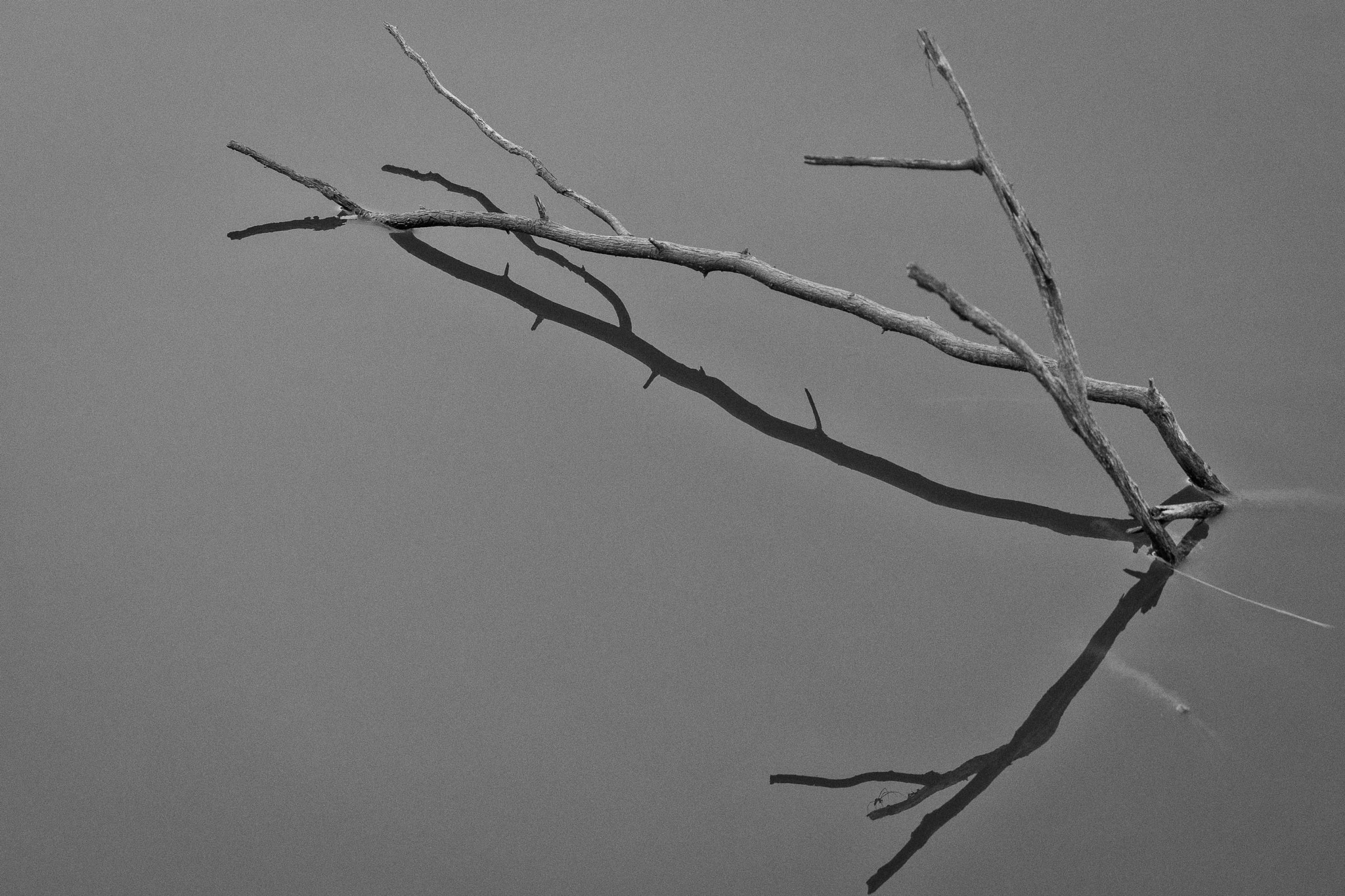 Sony a6000 + Sony FE 90mm F2.8 Macro G OSS sample photo. Black & white at harvey county west park photography