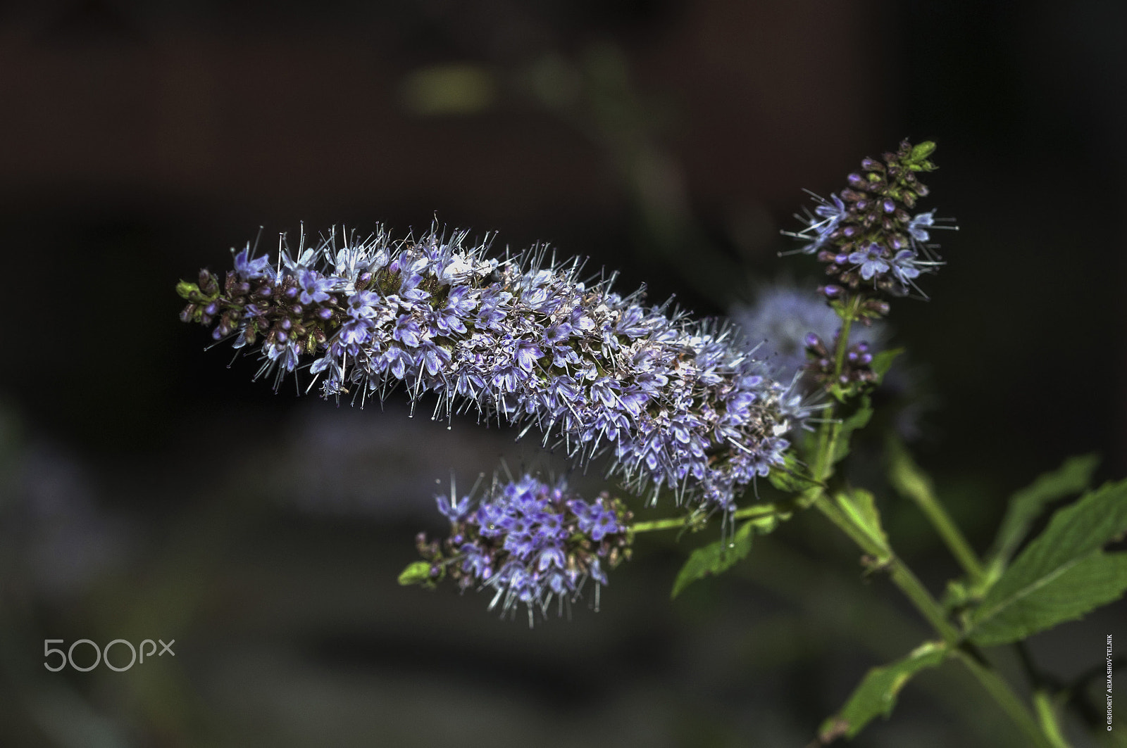 Sigma 105mm F2.8 EX DG OS HSM sample photo. Tulsi basil photography
