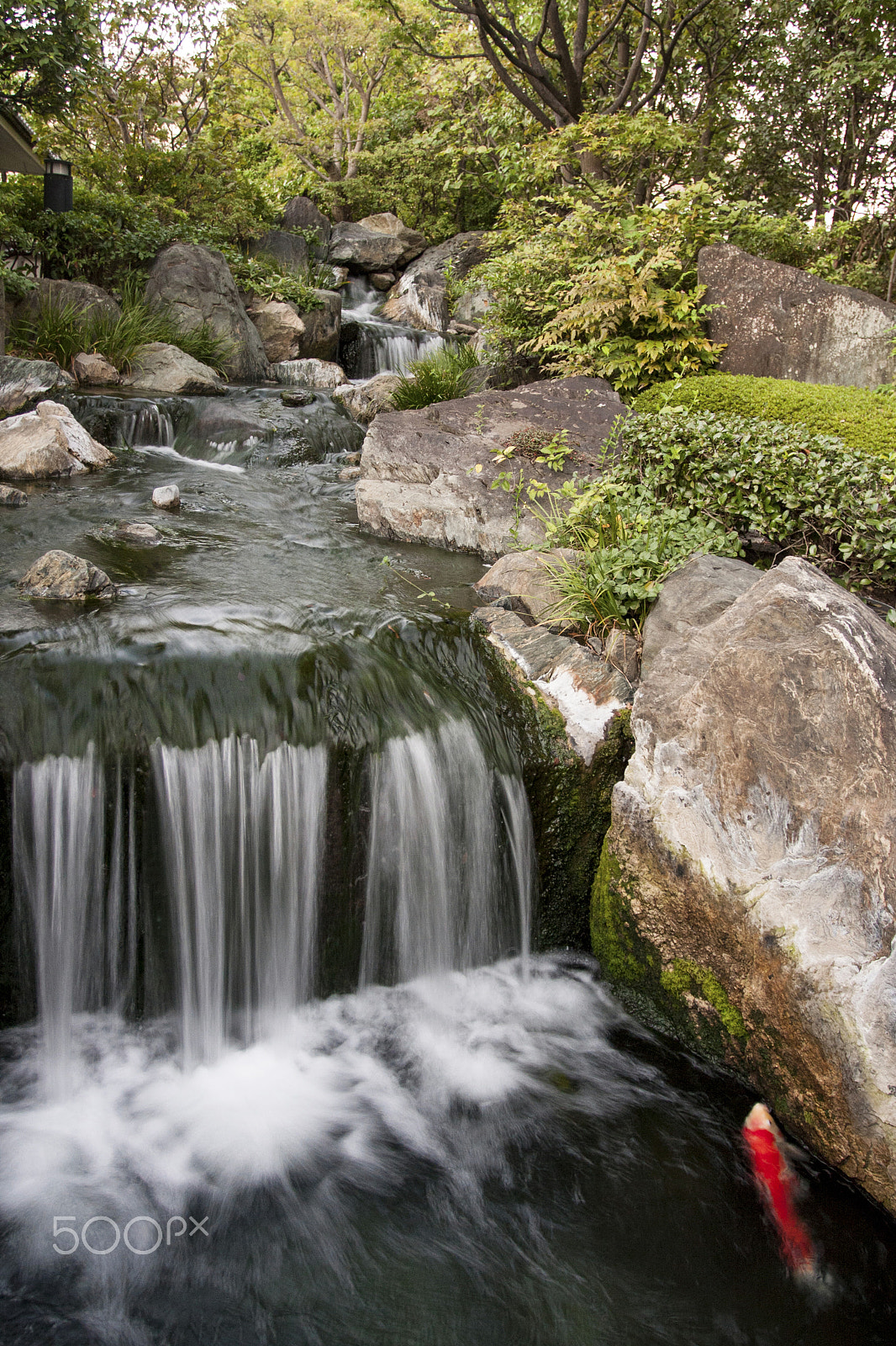Canon EOS 40D + Canon EF 17-40mm F4L USM sample photo. Red koi photography