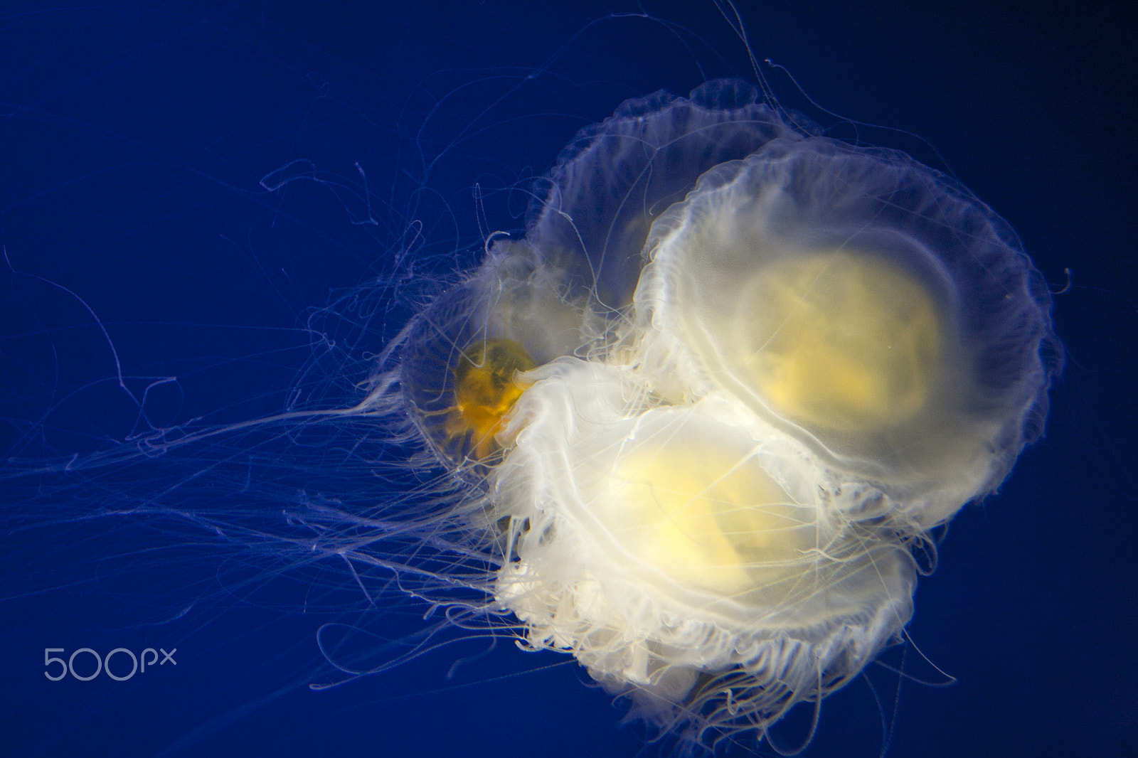 Canon EOS 40D sample photo. Deep blue and the jellyfish photography