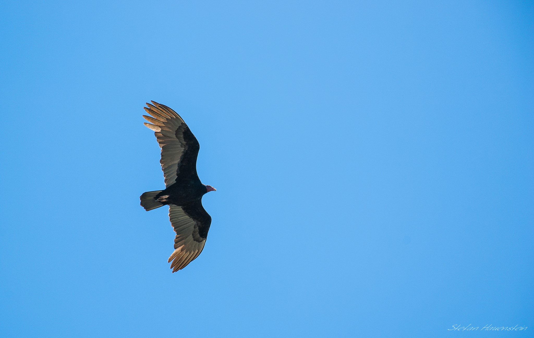 Nikon D70s sample photo. Vulture photography