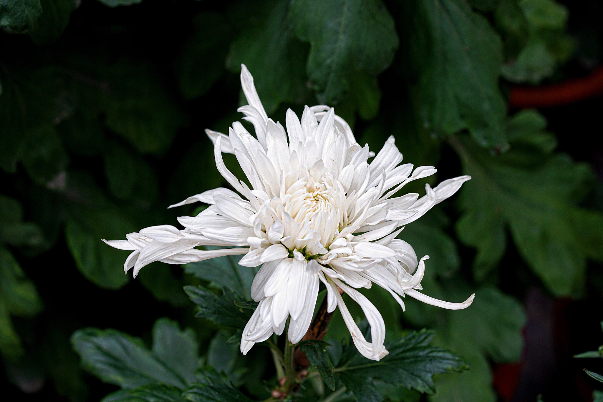Sony a7R II + Sony FE 90mm F2.8 Macro G OSS sample photo