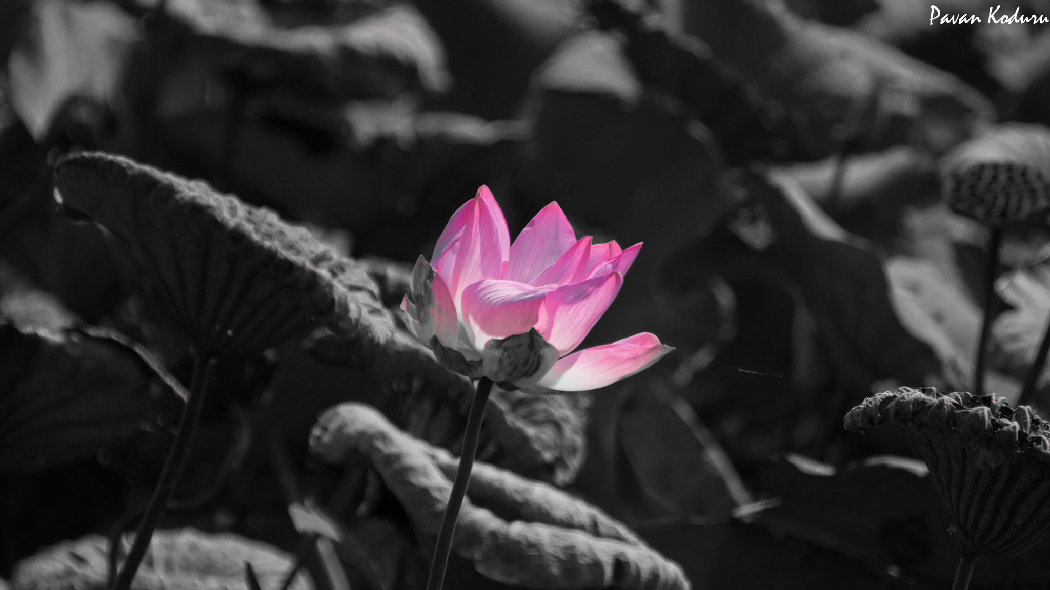 Sigma 150-500mm F5-6.3 DG OS HSM sample photo. Selective coloring photography
