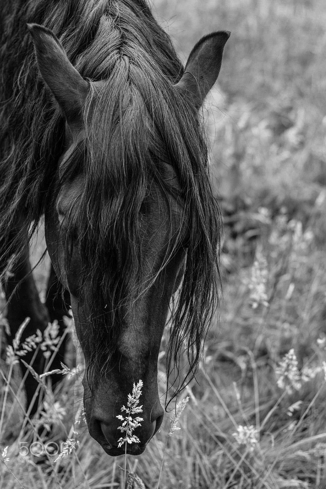 Canon EOS 550D (EOS Rebel T2i / EOS Kiss X4) sample photo. Horse's smell photography