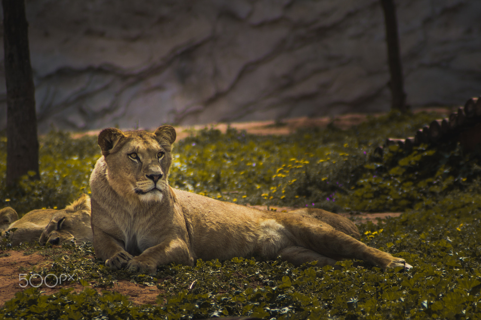 Canon EF 70-210mm f/3.5-4.5 USM sample photo. The queen photography