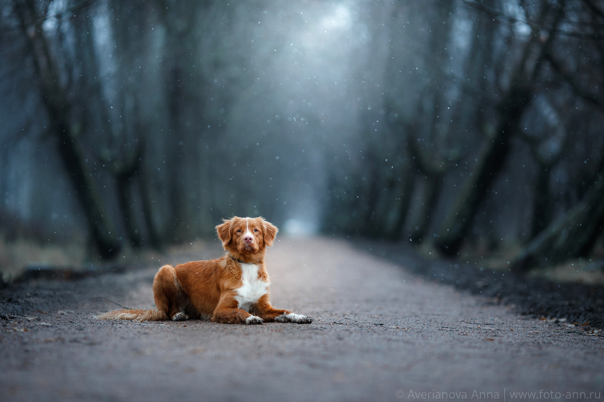 Canon EOS 5D Mark IV + Canon EF 135mm F2L USM sample photo. Toller dog in a mystical place photography