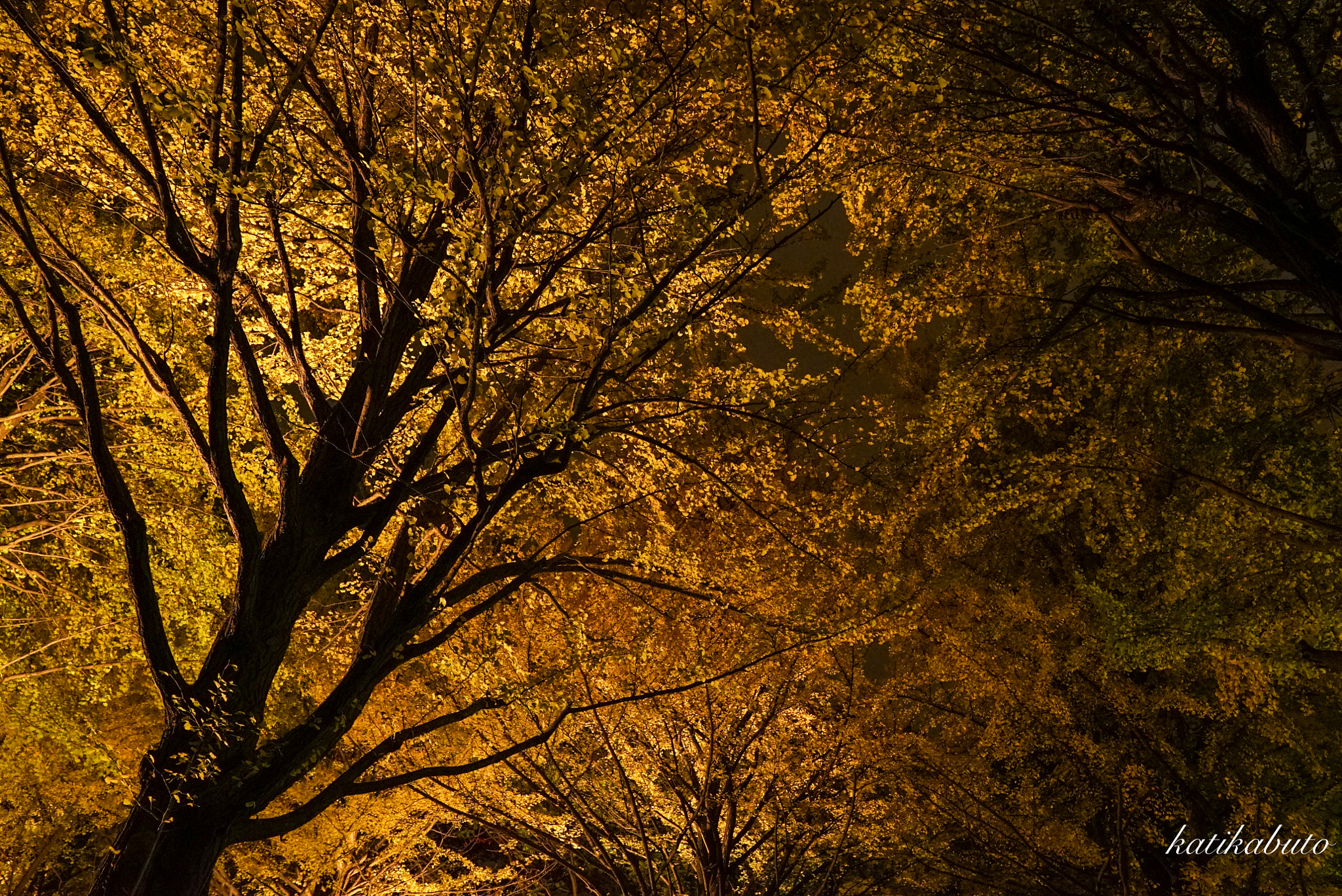 Sony FE 24-70mm F2.8 GM sample photo. Illuminated trees photography
