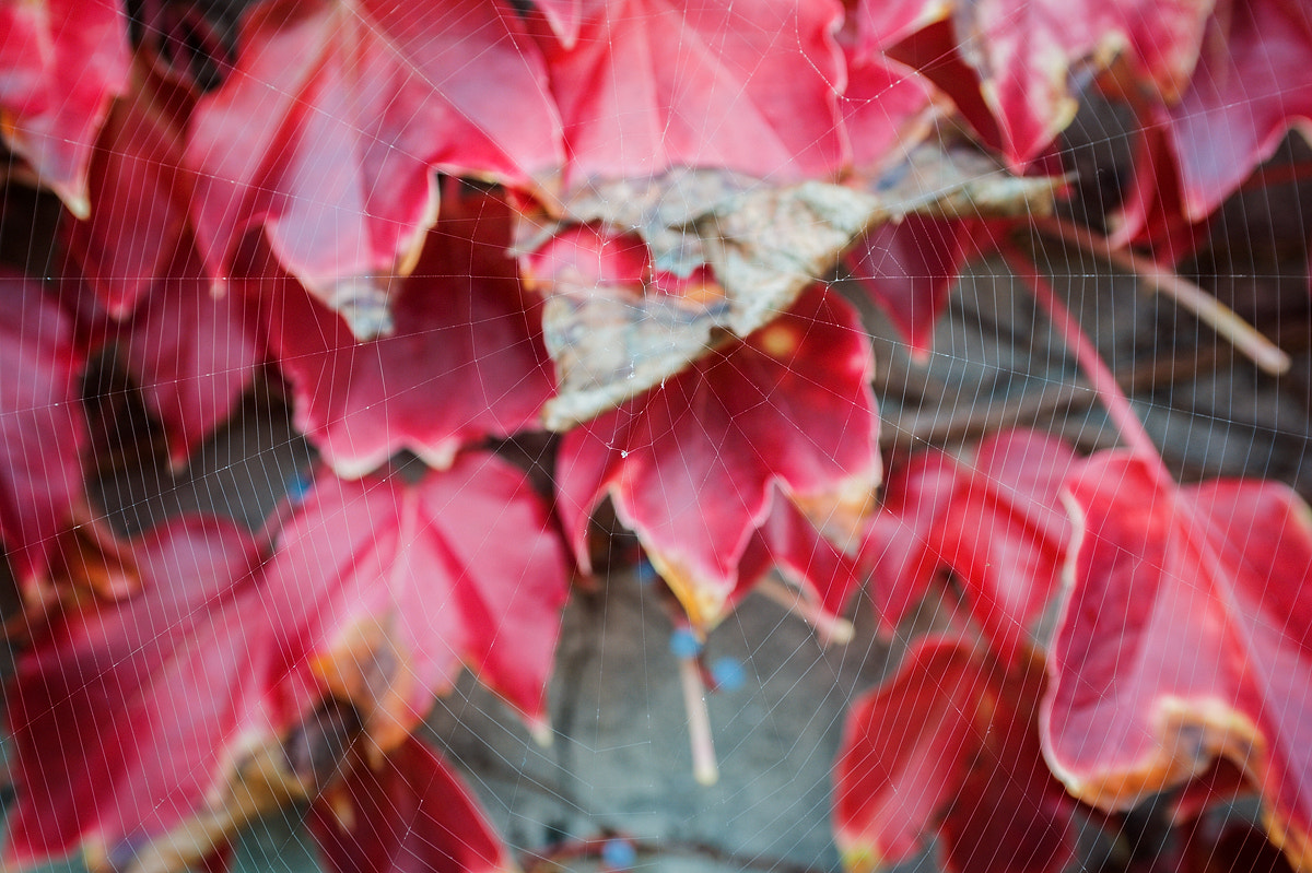 AF Zoom-Nikkor 35-70mm f/2.8D sample photo. Autumn photography