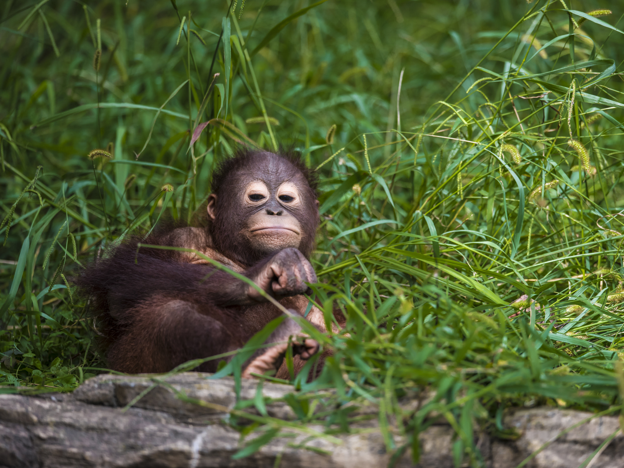 Nikon D810 + Nikon AF-S Nikkor 400mm F2.8E FL ED VR sample photo. Growing photography