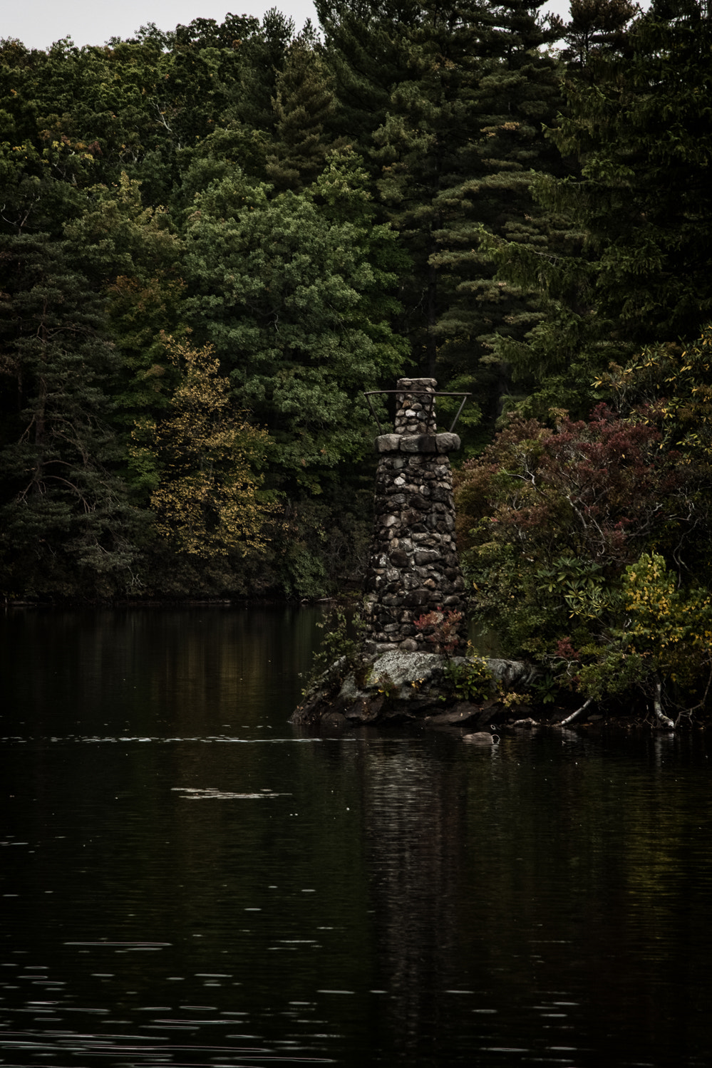 Nikon AF-S Nikkor 24-120mm F4G ED VR sample photo. Dark forest photography