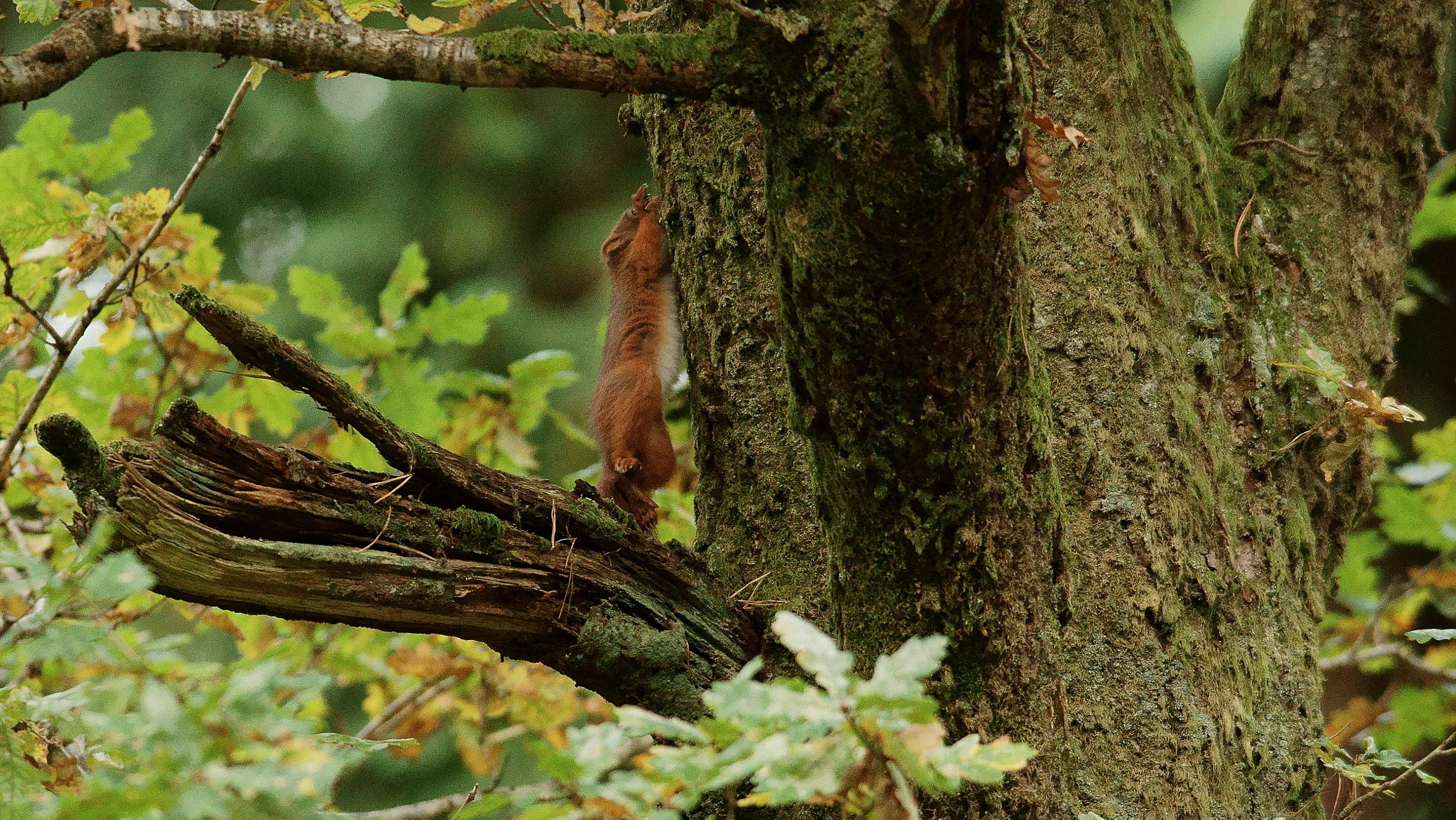 Sony ILCA-77M2 + Sony 300mm F2.8 G SSM II sample photo. "i'm out of here!" photography