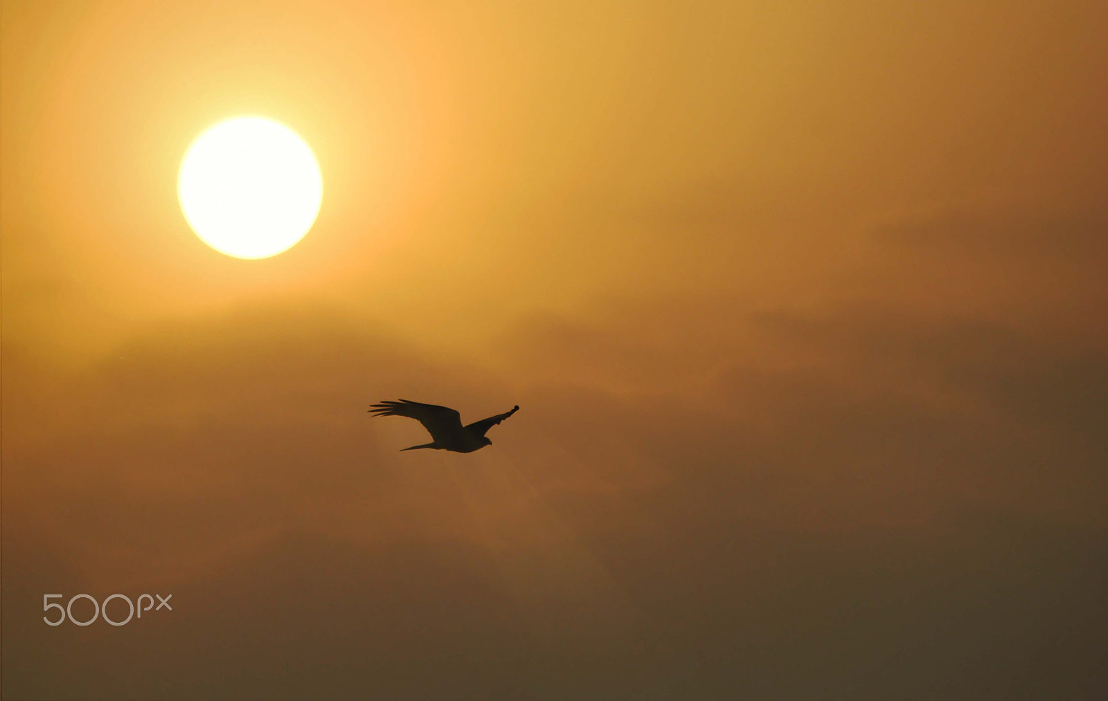 Nikon D40X sample photo. Morning silhouette photography