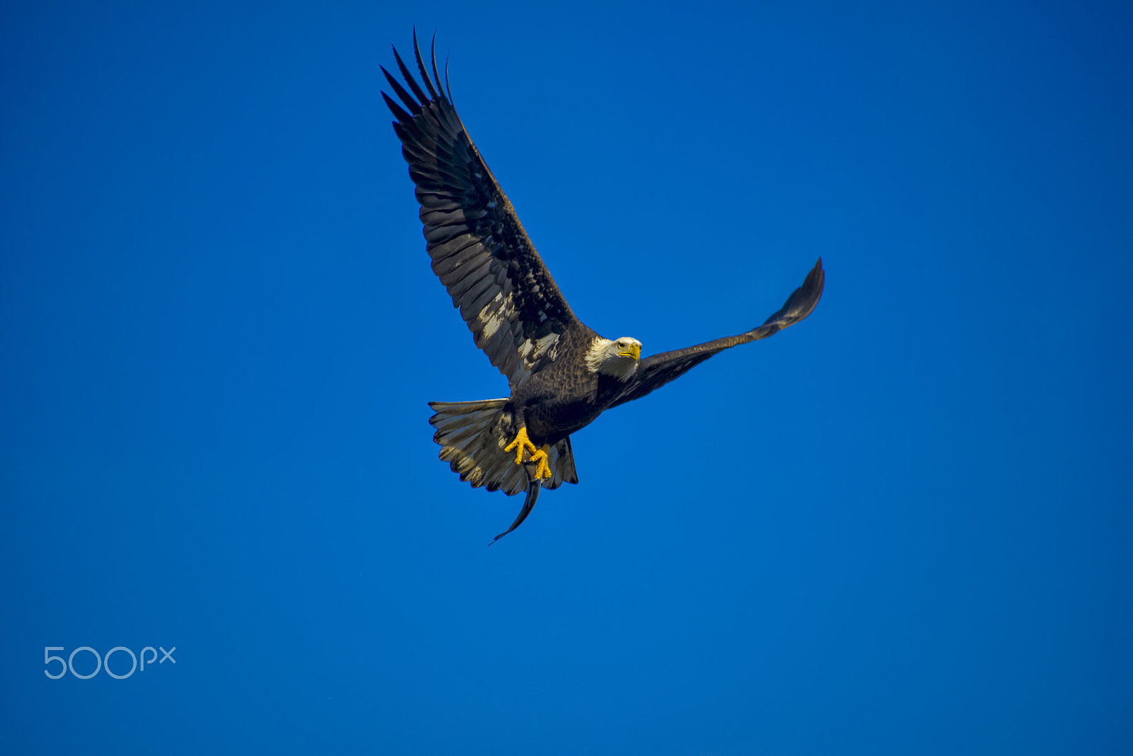 Nikon D800 + Sigma 50-500mm F4.5-6.3 DG OS HSM sample photo. Bald eagle photography