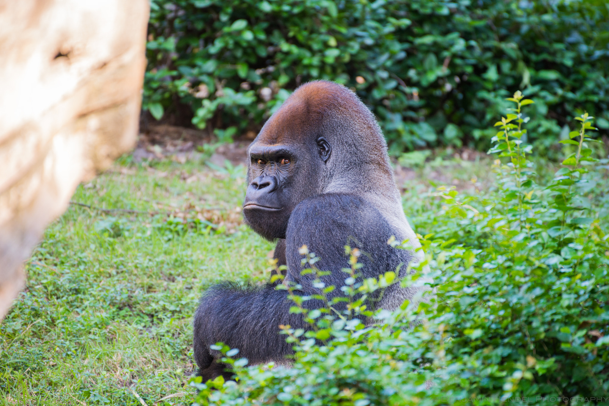 Nikon AF-S Nikkor 200-500mm F5.6E ED VR sample photo. Who's looking at whom? photography