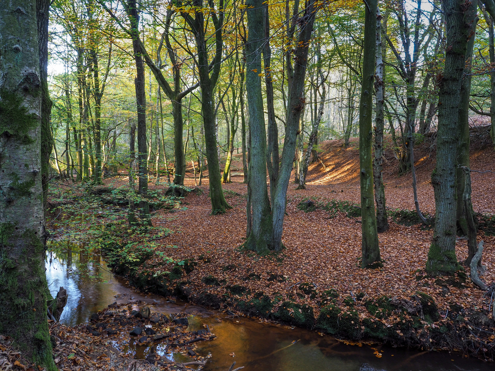 Olympus PEN-F + OLYMPUS M.12mm F2.0 sample photo. Scenic view of the ashdown forest in sussex photography