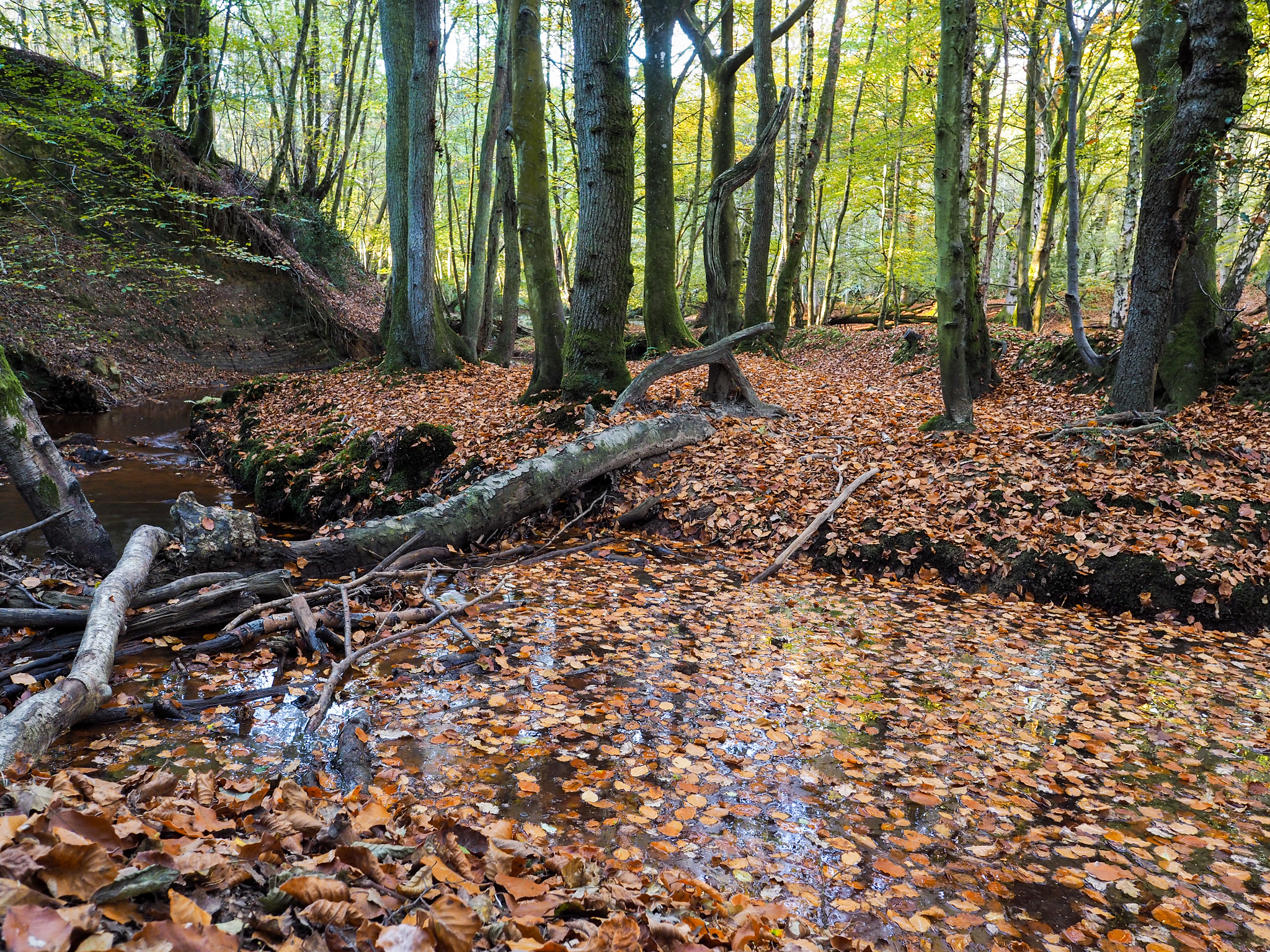 Olympus PEN-F + OLYMPUS M.12mm F2.0 sample photo. Scenic view of the ashdown forest in sussex photography